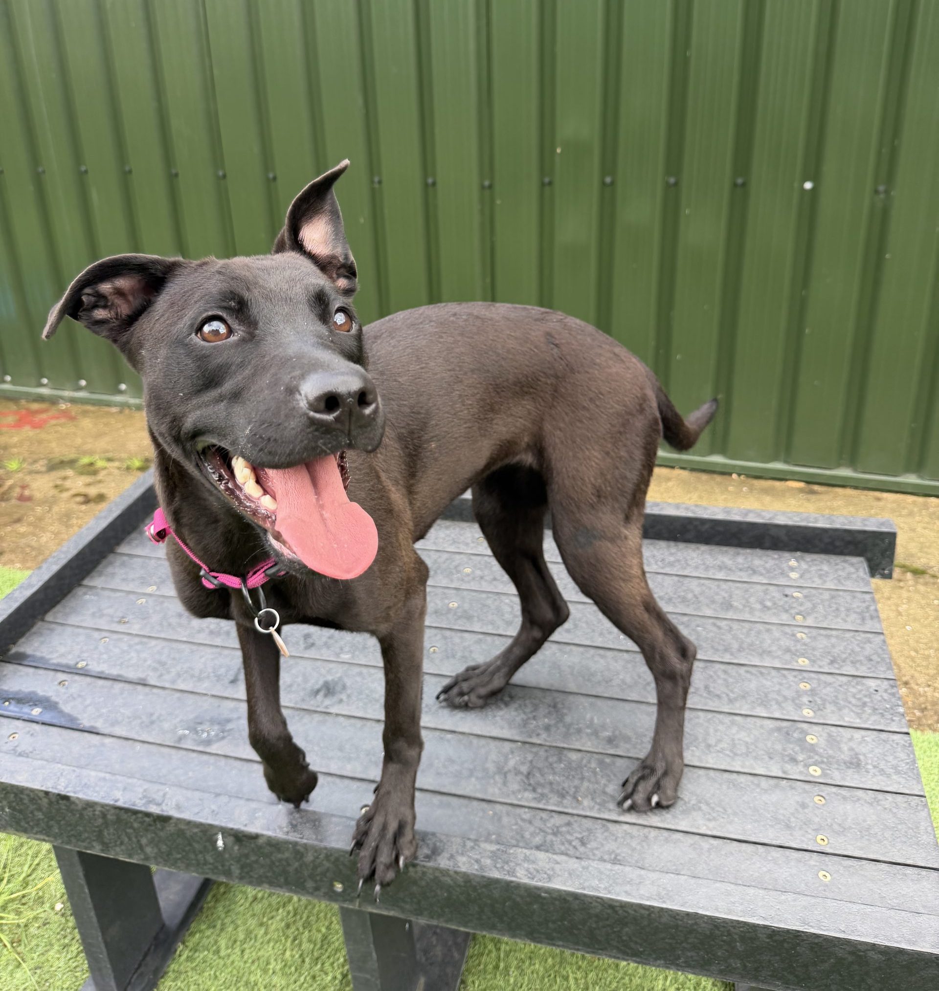 Pickle – 1 year old Female (AVAILABLE SOON)