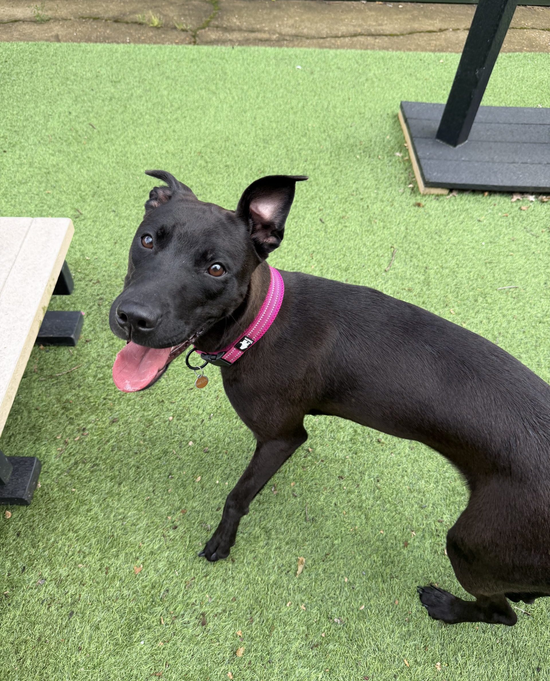 Pickle – 1 year old Female (AVAILABLE SOON)