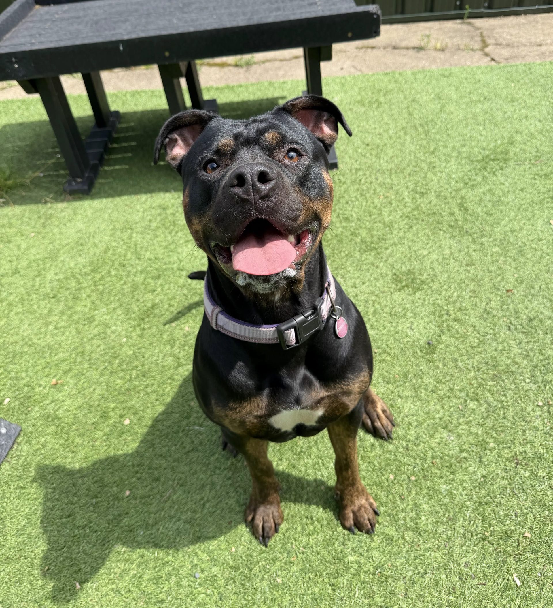 Brandy – 2 year old Female (AVAILABLE SOON)