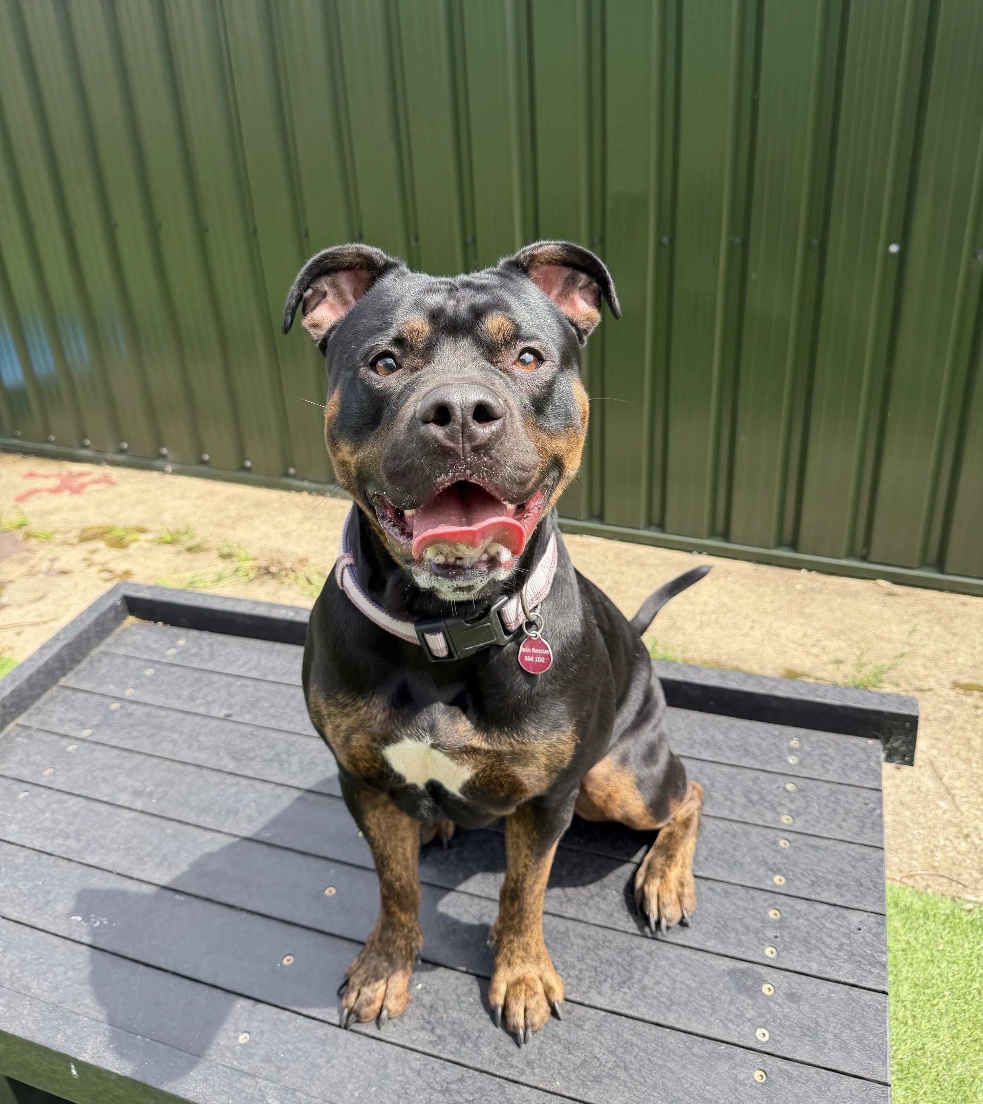 Brandy – 2 year old Female (AVAILABLE SOON)