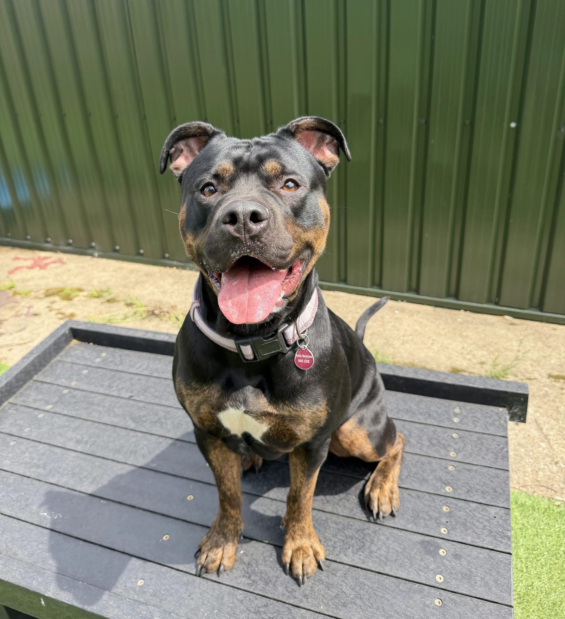 Brandy – 2 year old Female (AVAILABLE SOON)