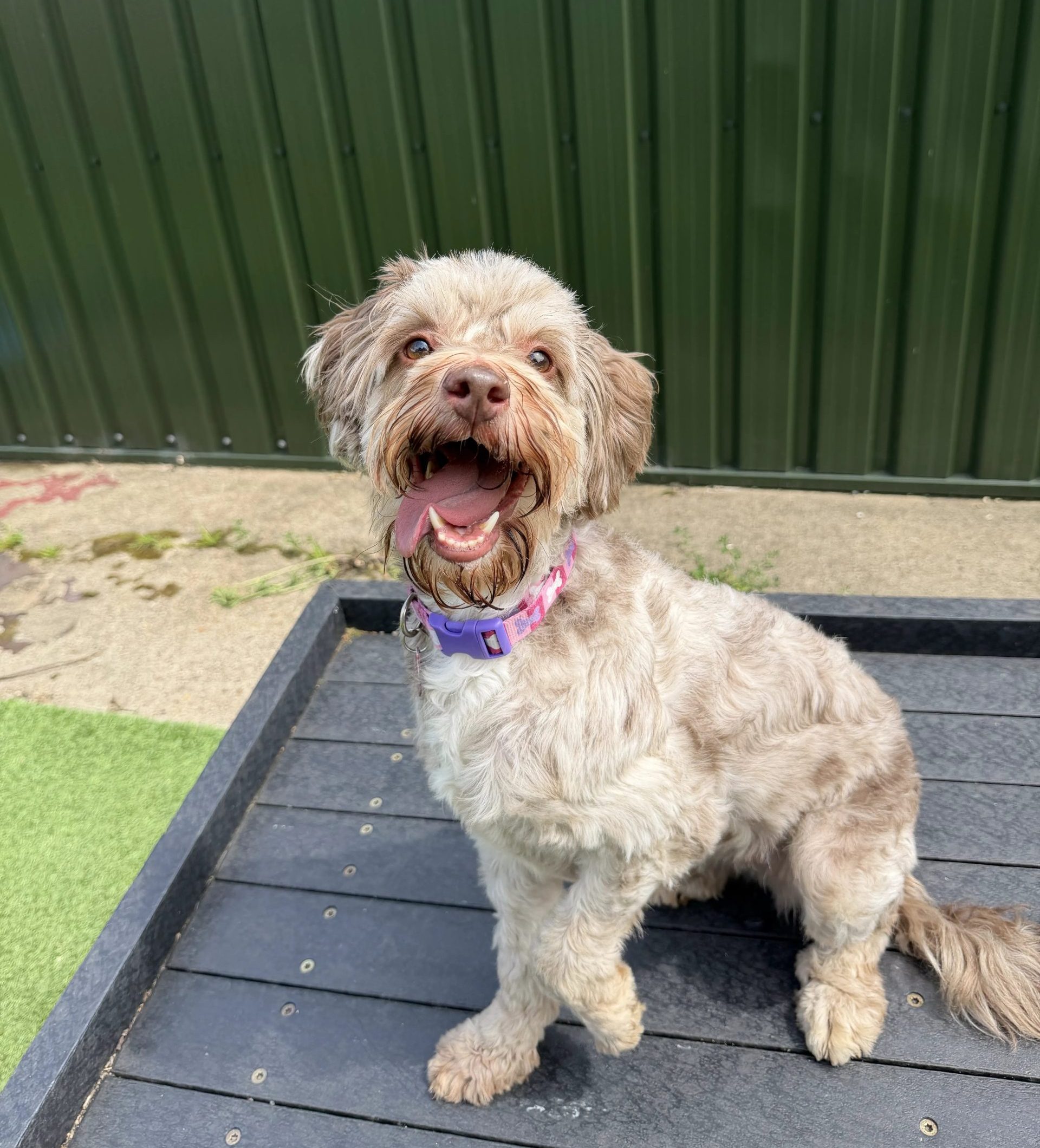Bailey – 4 year old Female (AVAILABLE SOON)