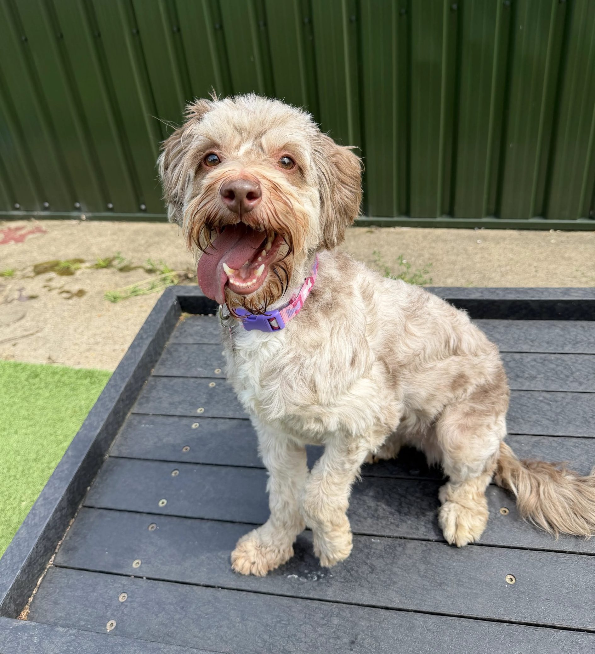 Bailey – 4 year old Female (AVAILABLE SOON)