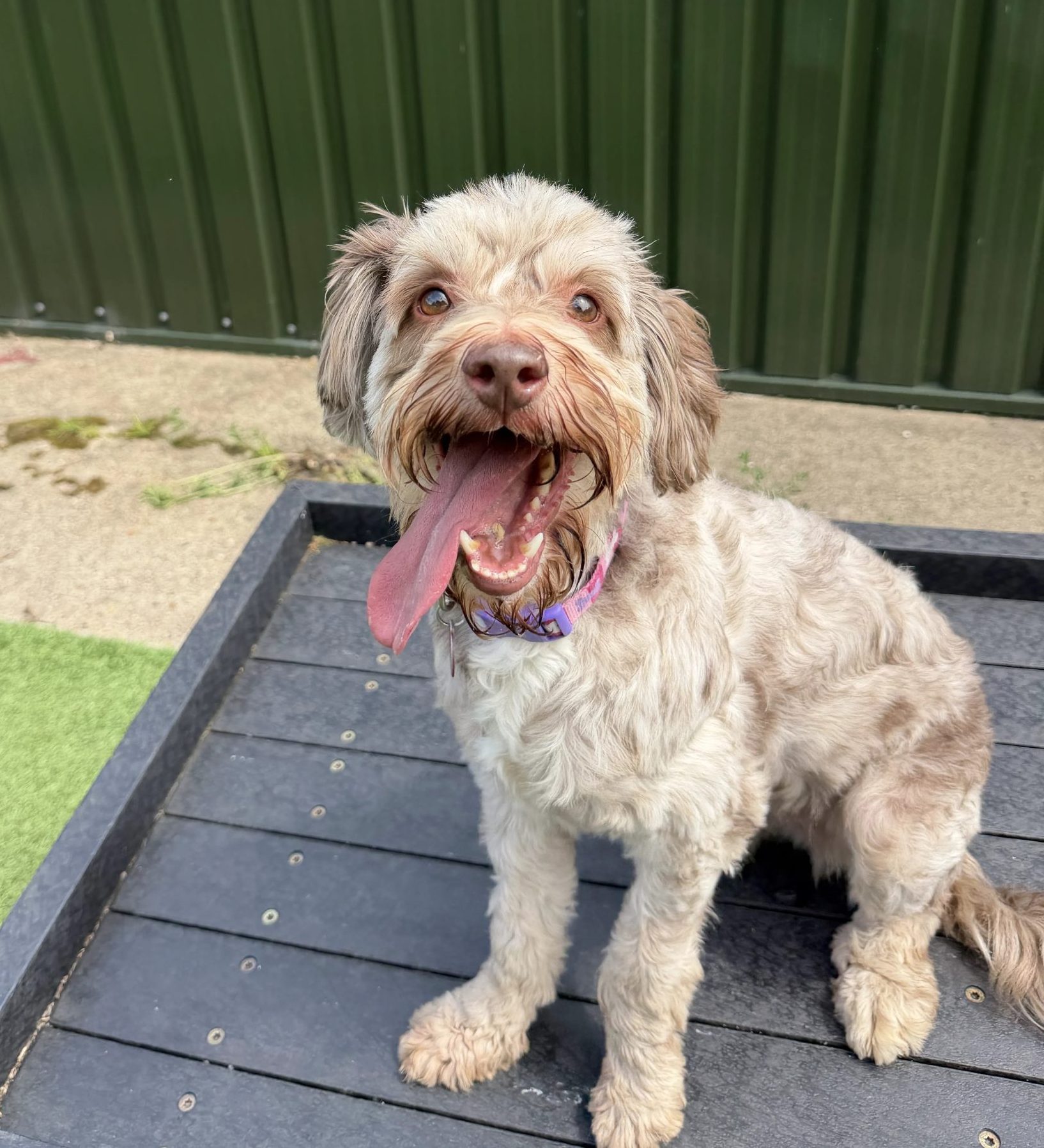 Bailey – 4 year old Female (AVAILABLE SOON)