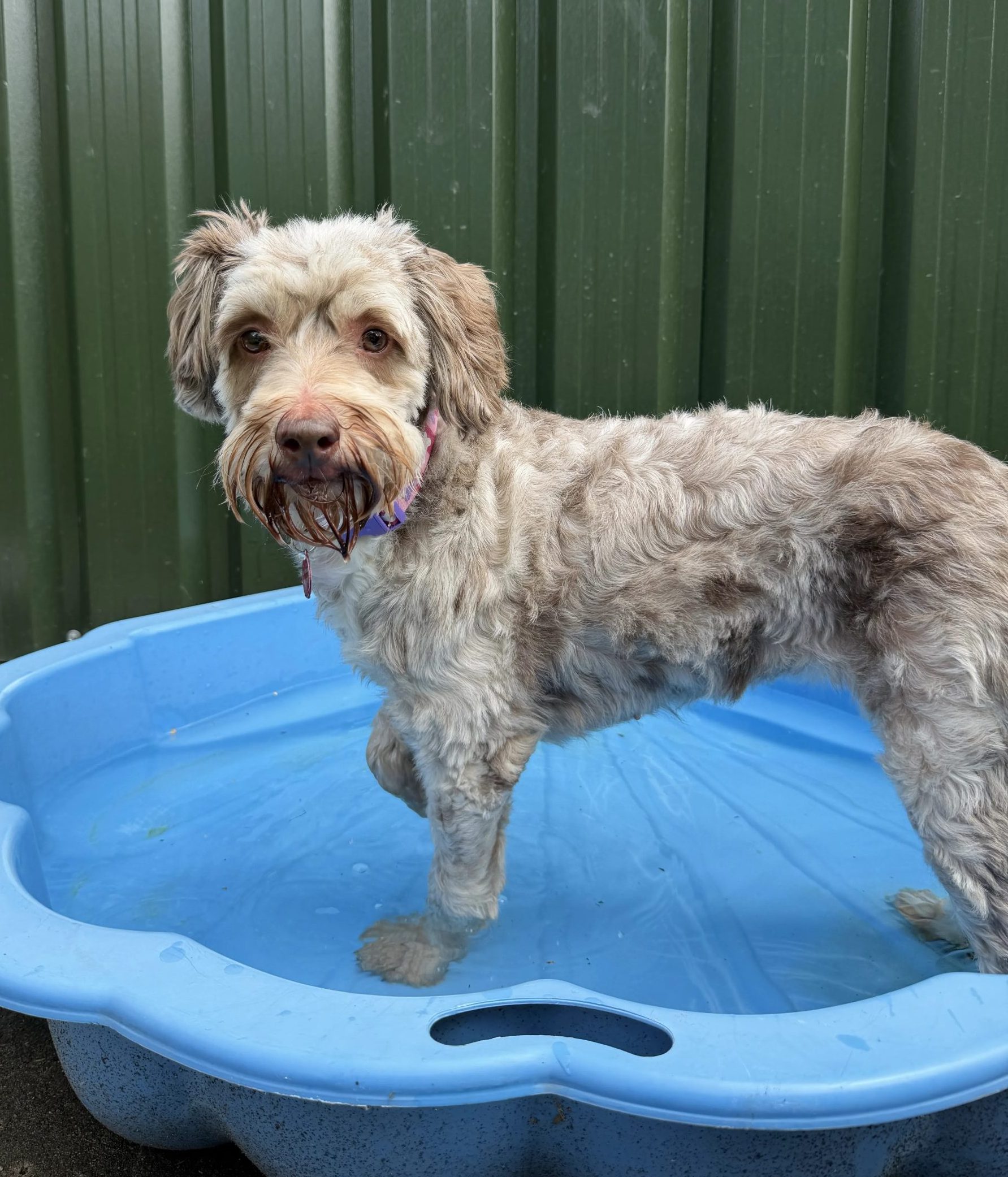 Bailey – 4 year old Female (AVAILABLE SOON)