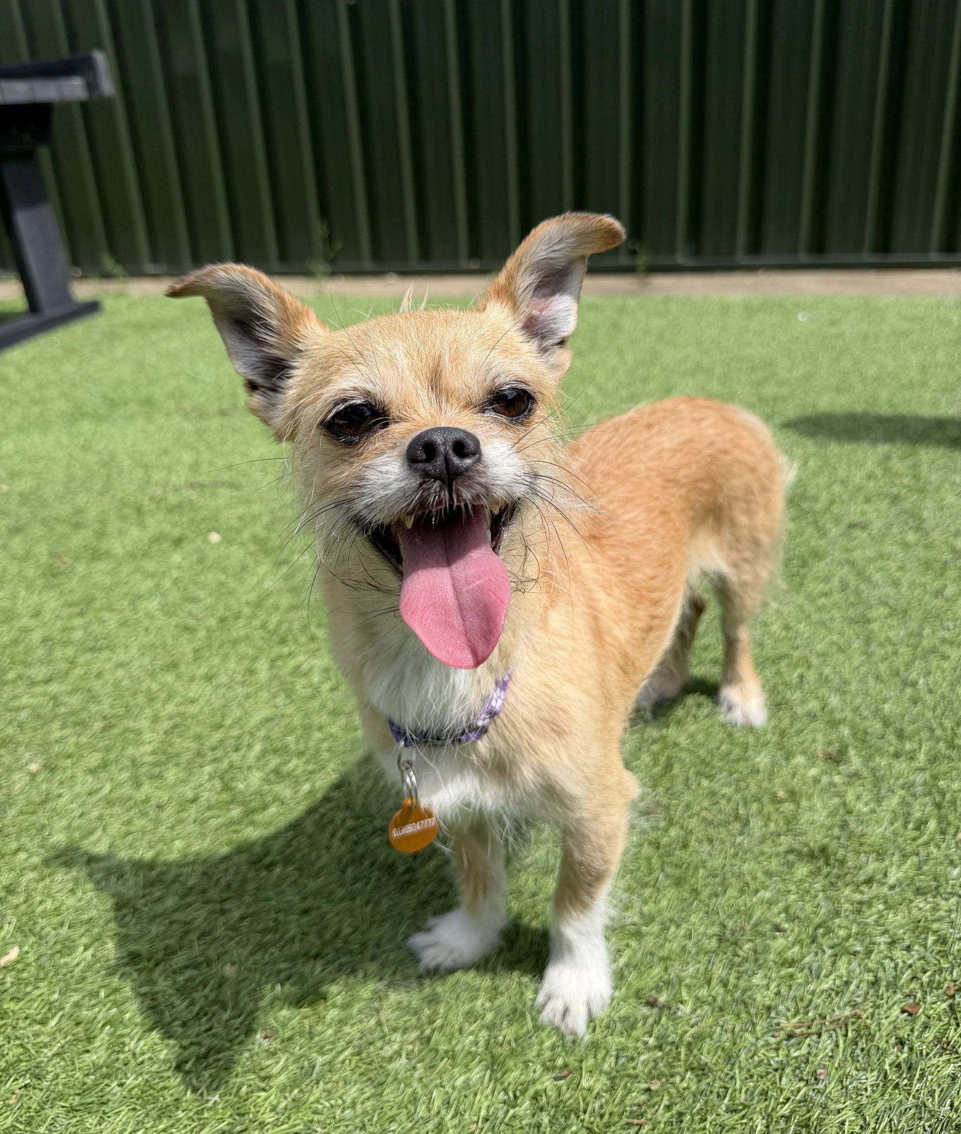 Holly – 7 year old Female (AVAILABLE SOON)