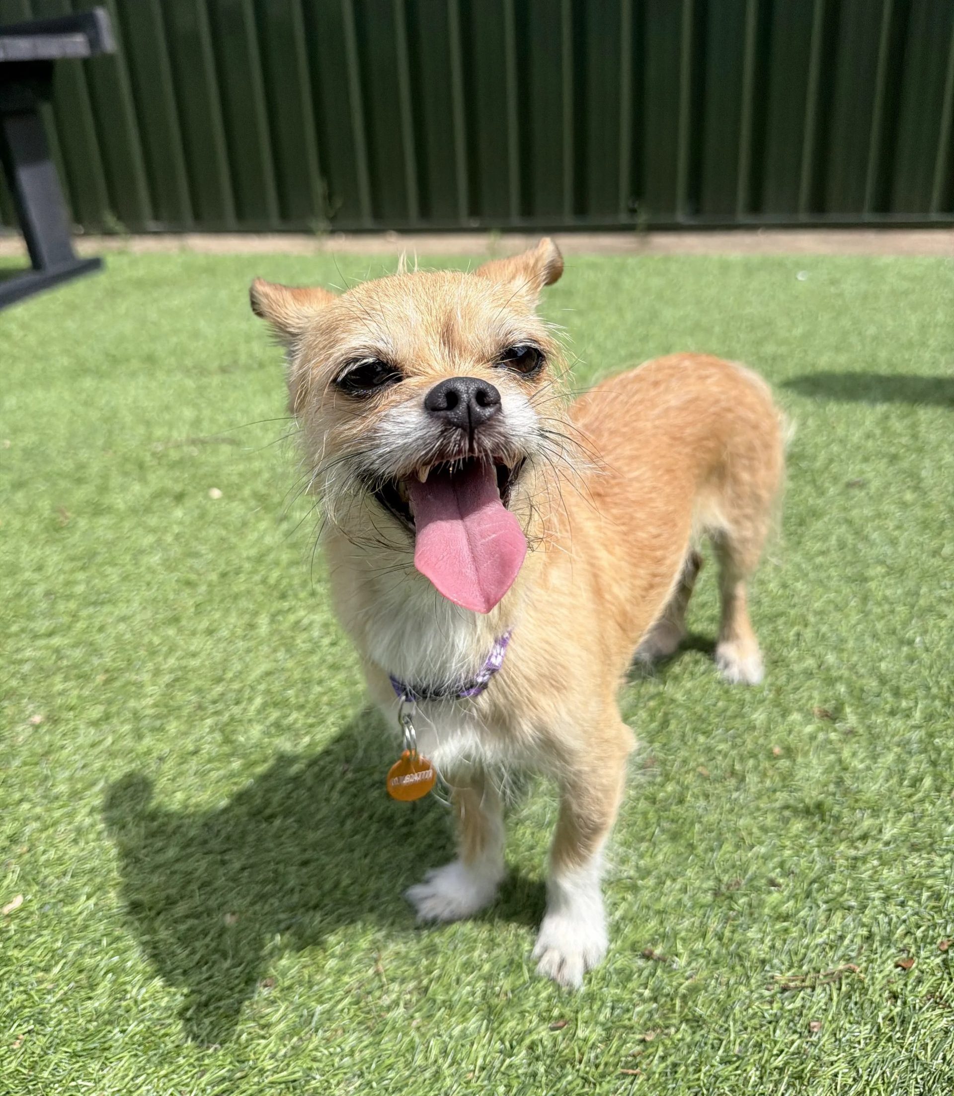 Holly – 7 year old Female (AVAILABLE SOON)