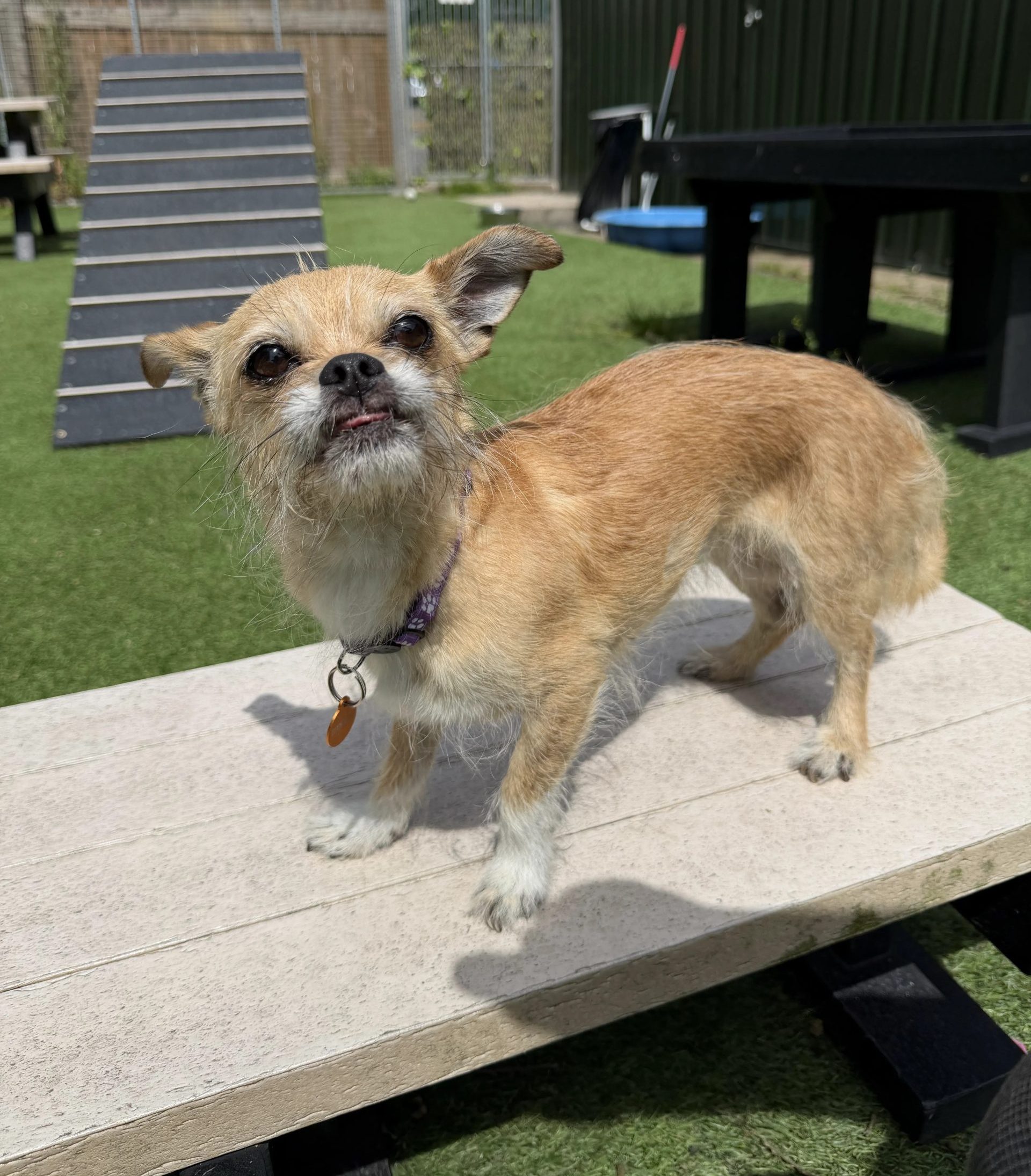 Holly – 7 year old Female (AVAILABLE SOON)