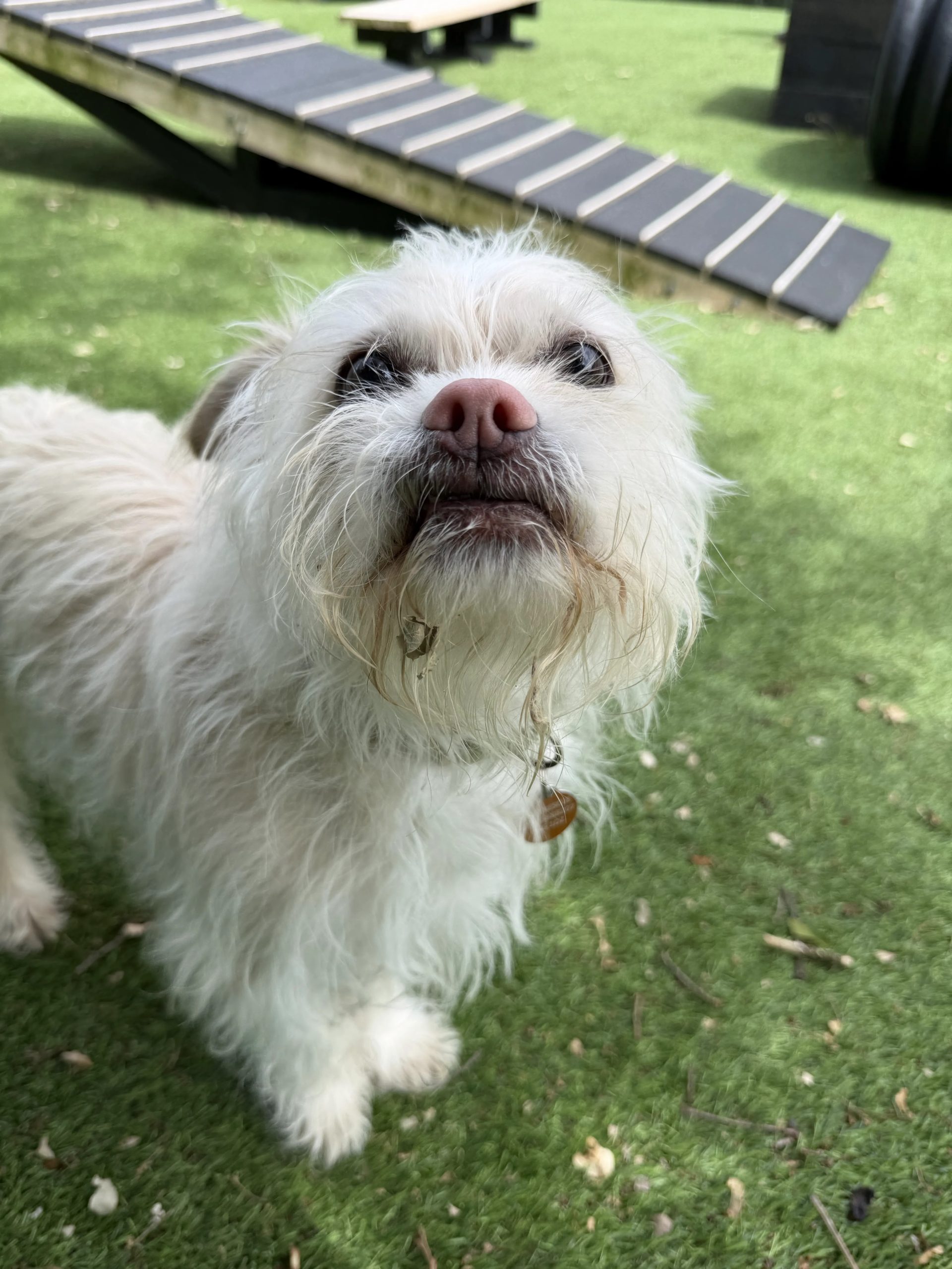 Uki – 6 year old Male (AVAILABLE SOON)