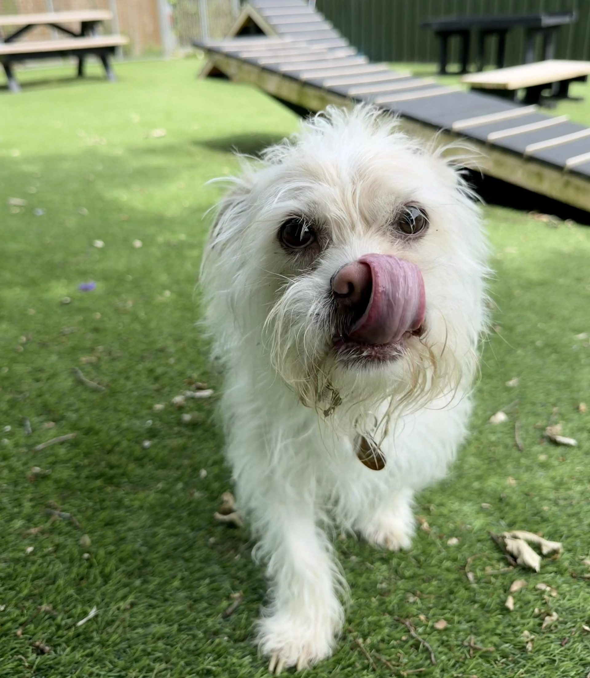 Uki – 6 year old Male (AVAILABLE SOON)