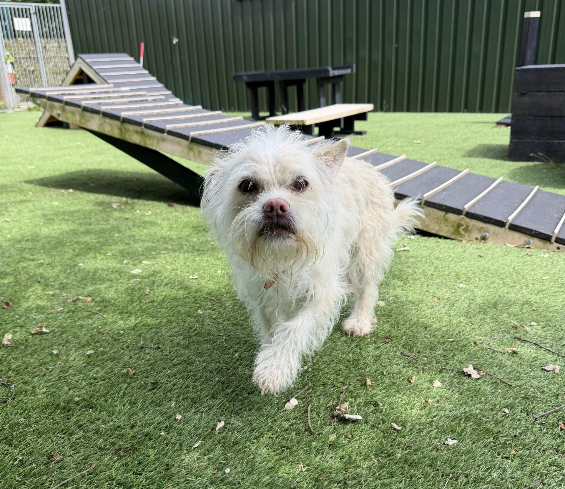Uki – 6 year old Male (AVAILABLE SOON)
