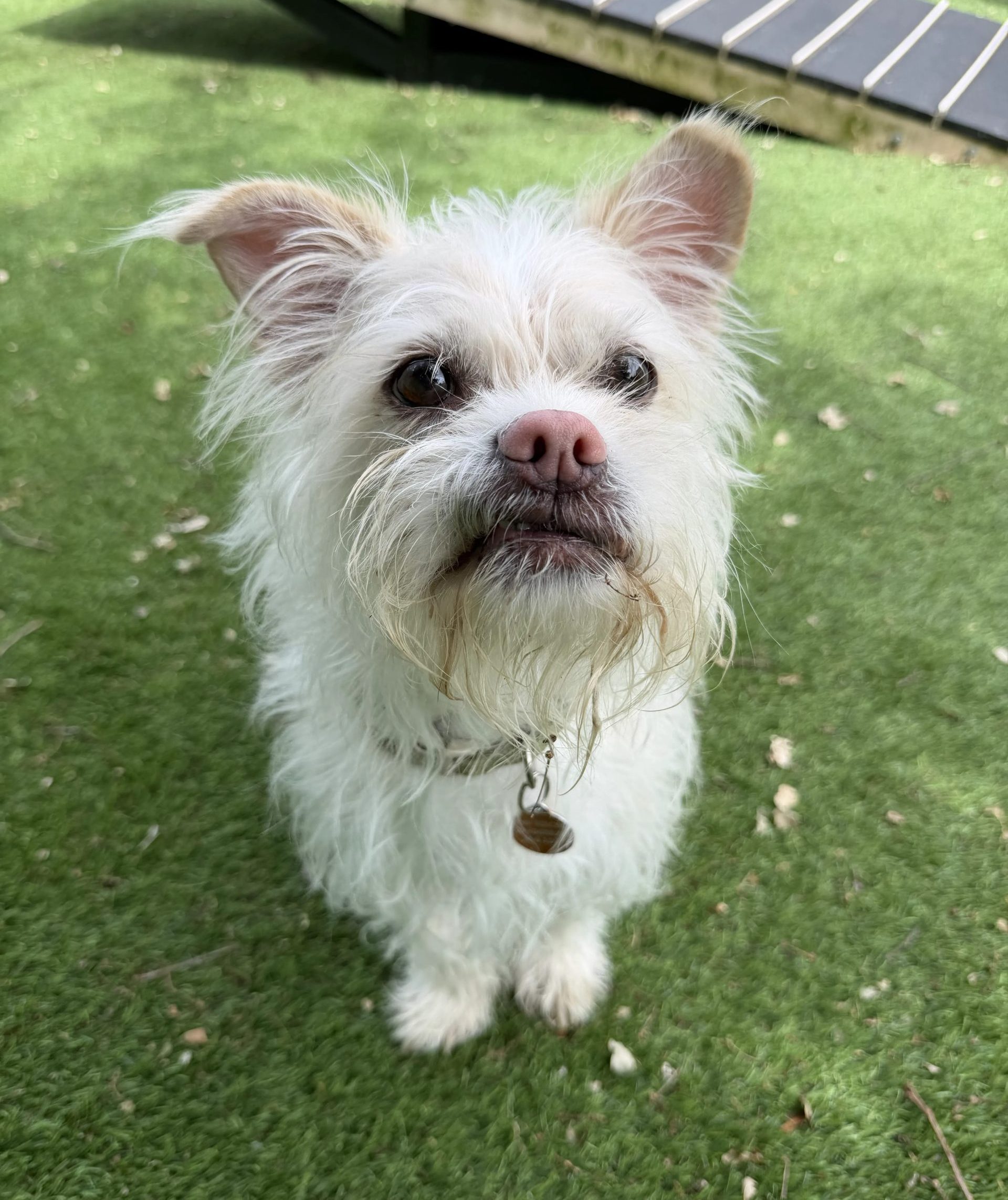 Uki – 6 year old Male (AVAILABLE SOON)