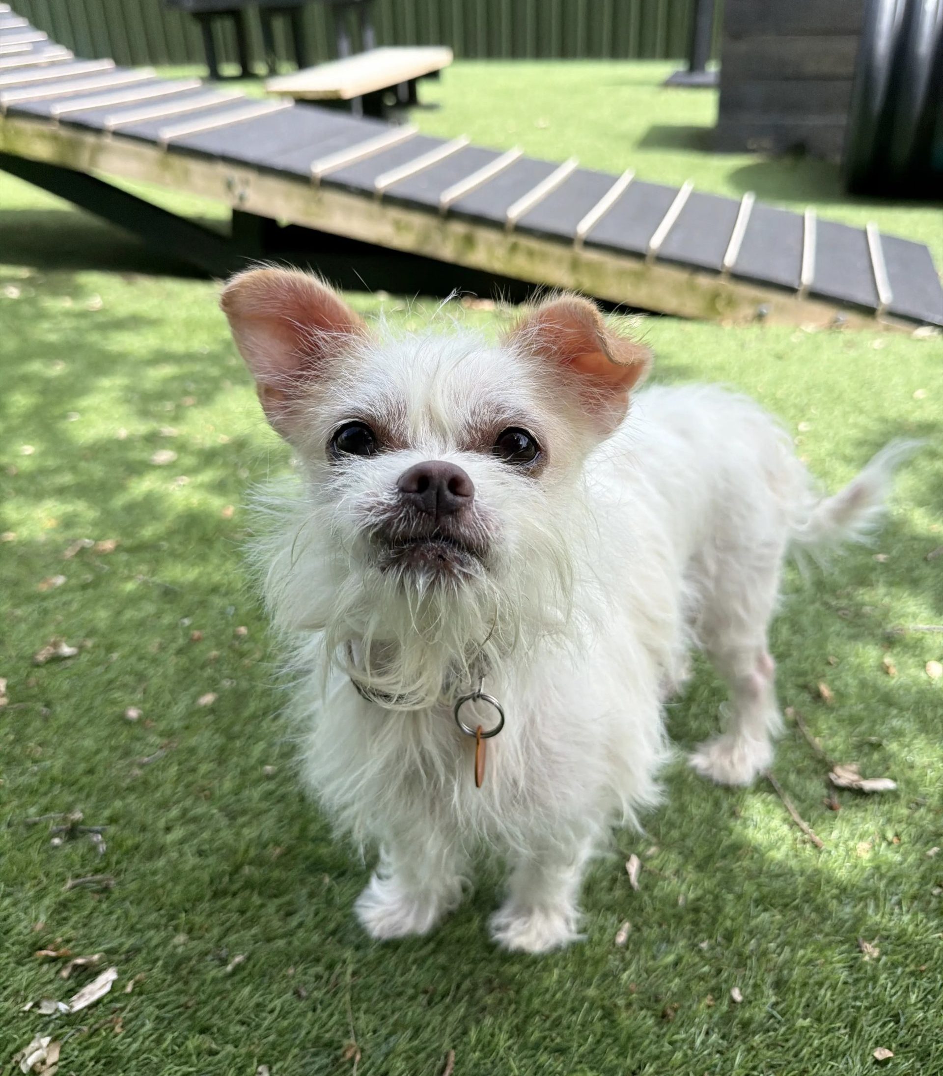Buddy – 7 year old Male (AVAILABLE SOON)