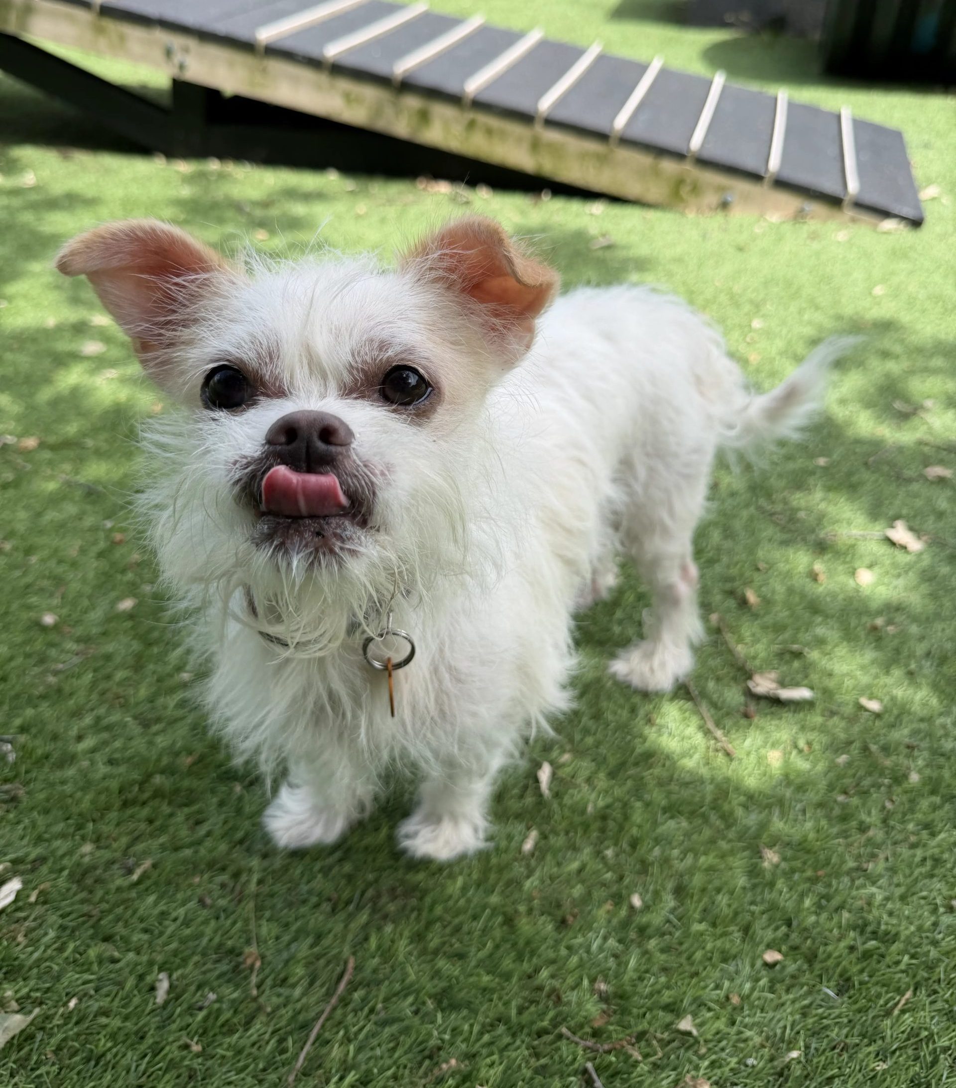 Buddy – 7 year old Male (AVAILABLE SOON)