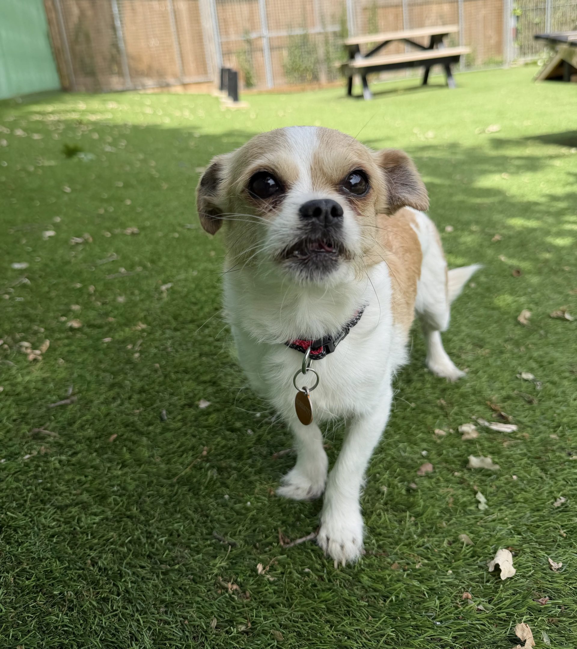 Misty – 6 year old Female (AVAILABLE SOON)