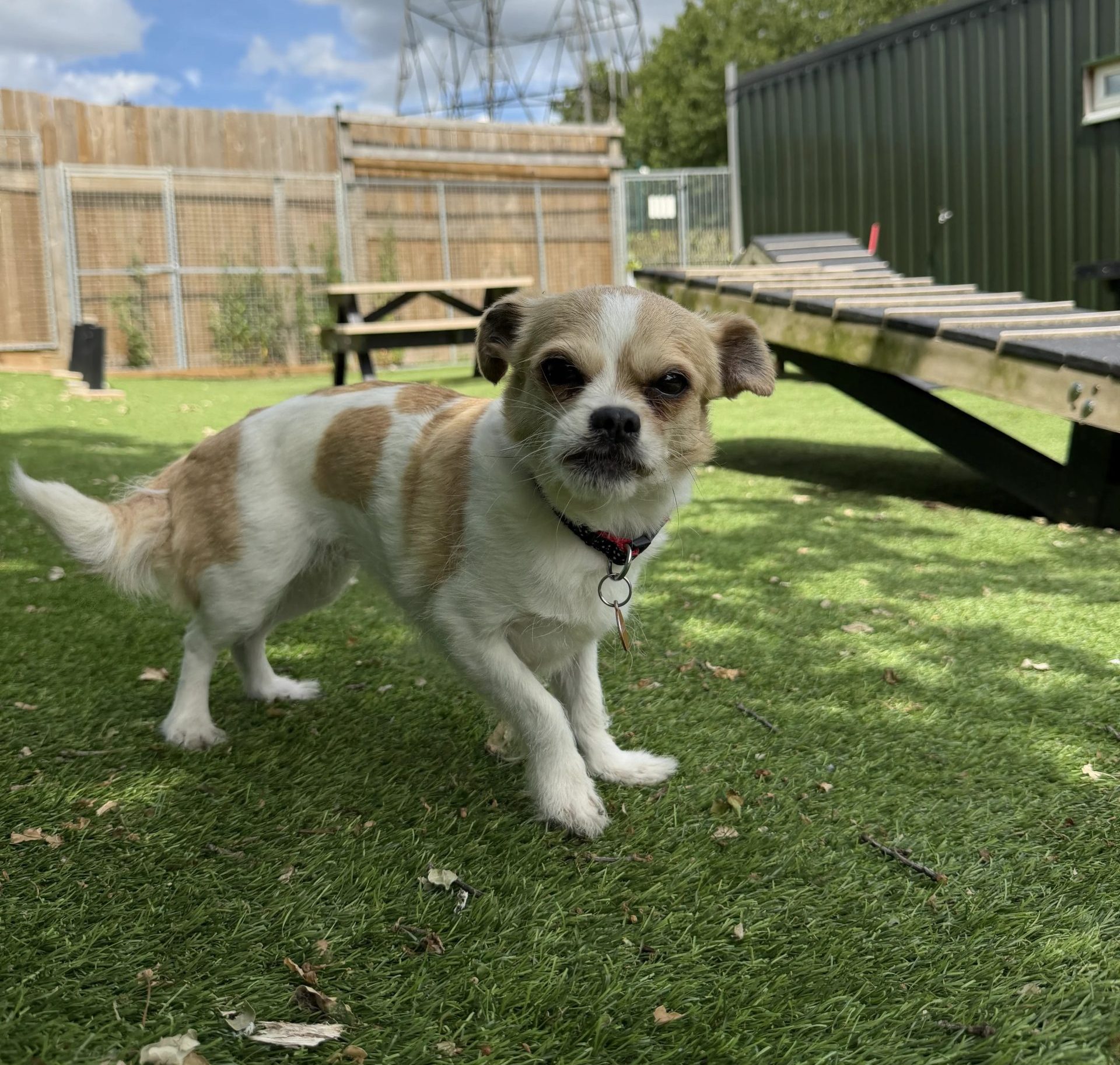 Misty – 6 year old Female (AVAILABLE SOON)