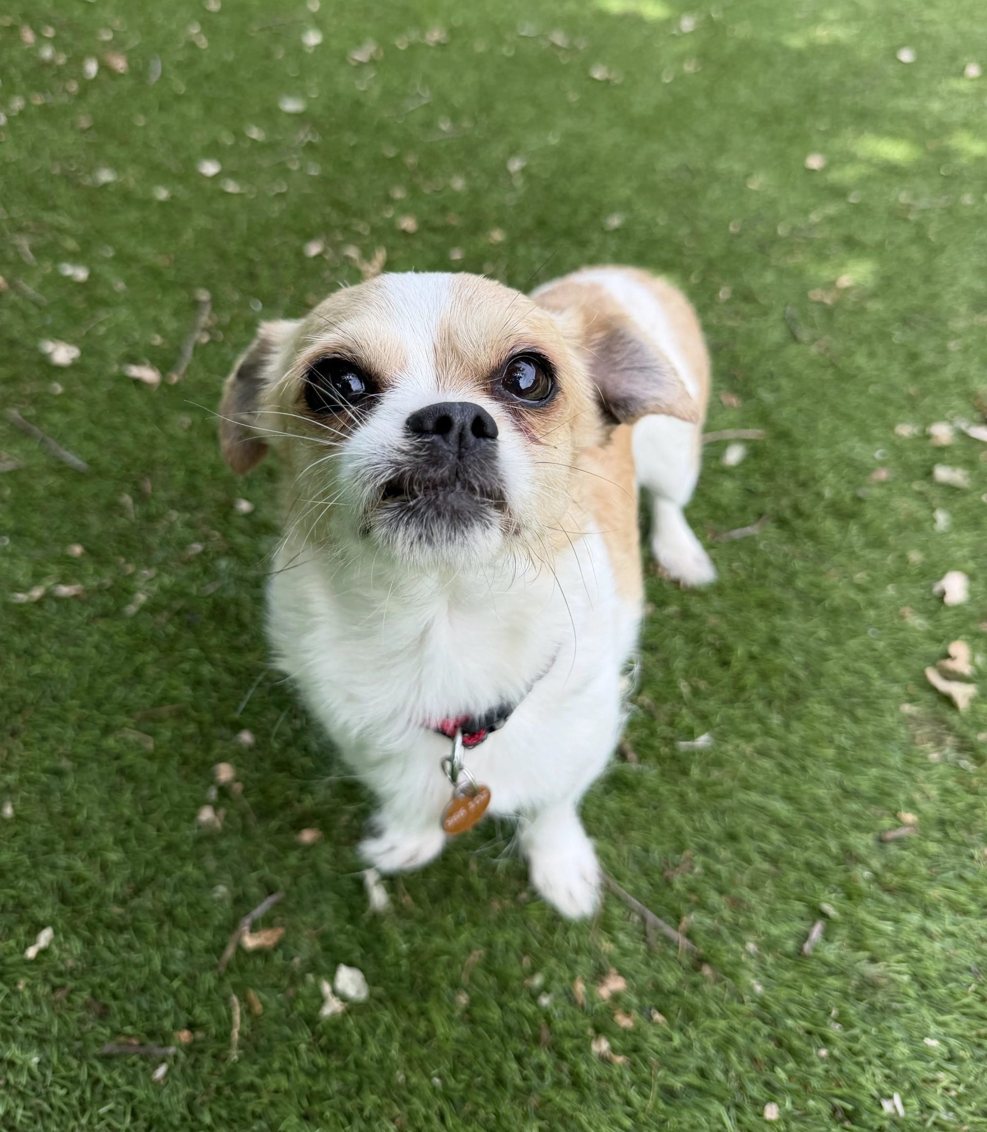 Misty – 6 year old Female (AVAILABLE SOON)