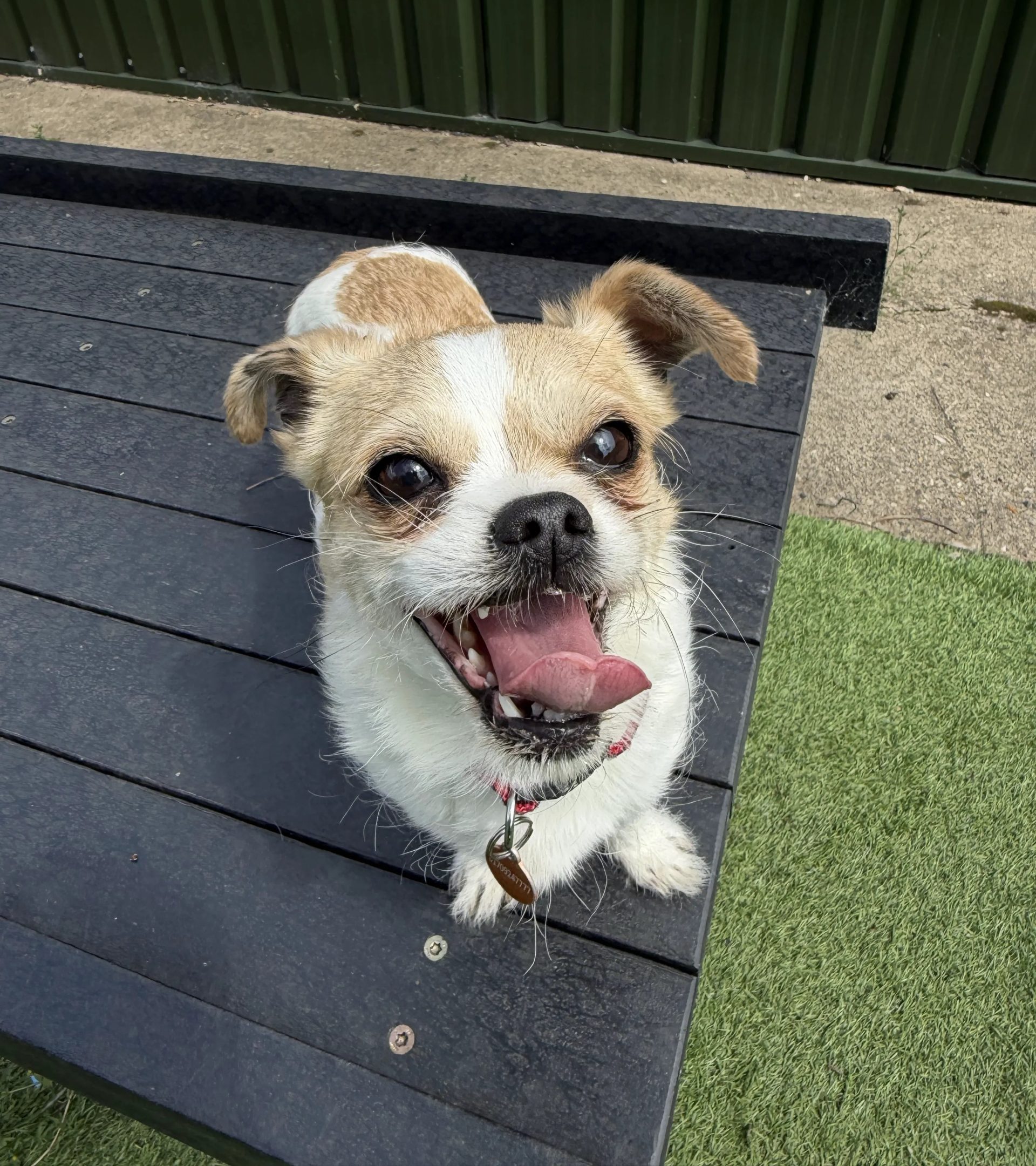 Misty – 6 year old Female (AVAILABLE SOON)