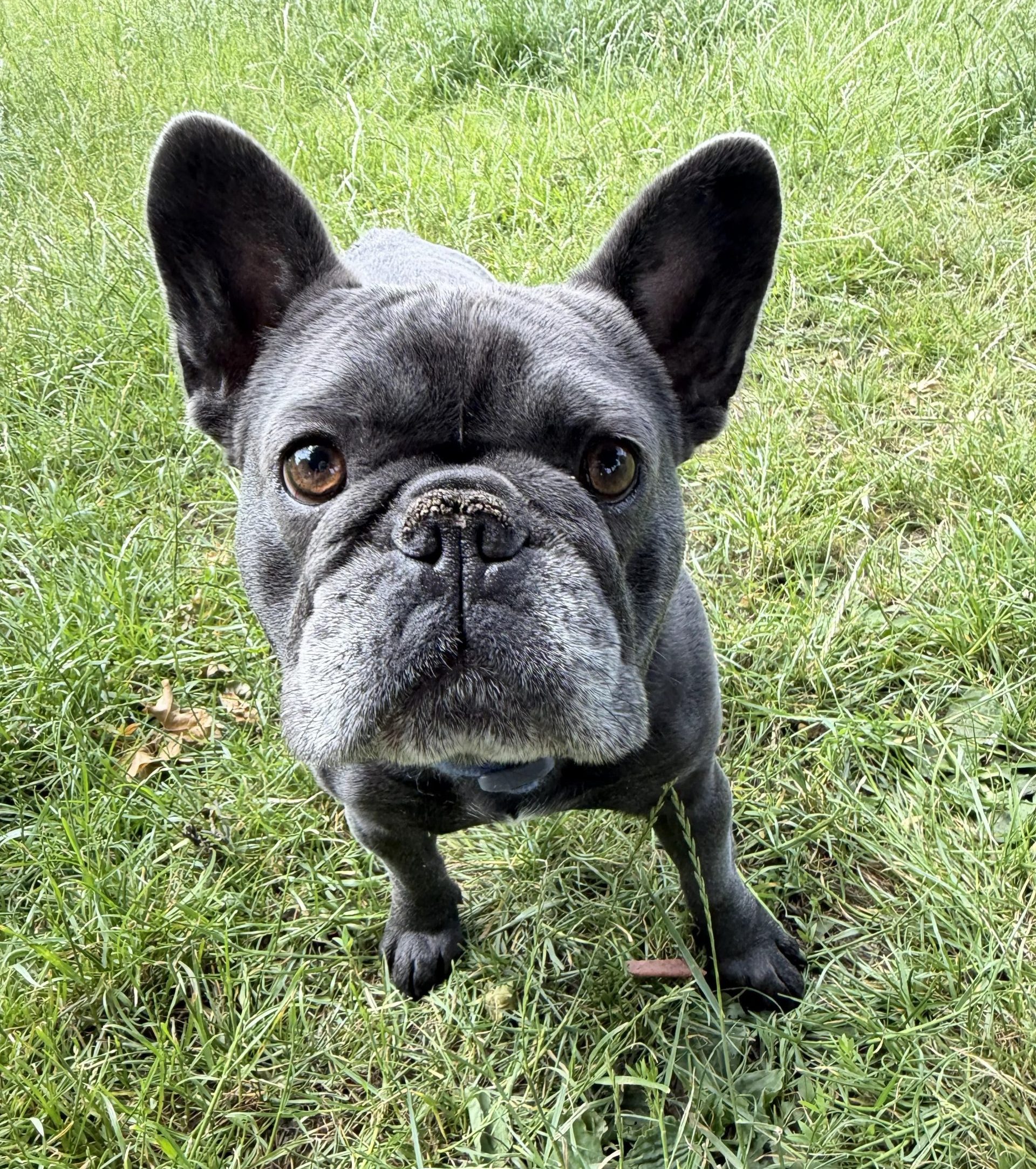 Buster – 2 year old Male