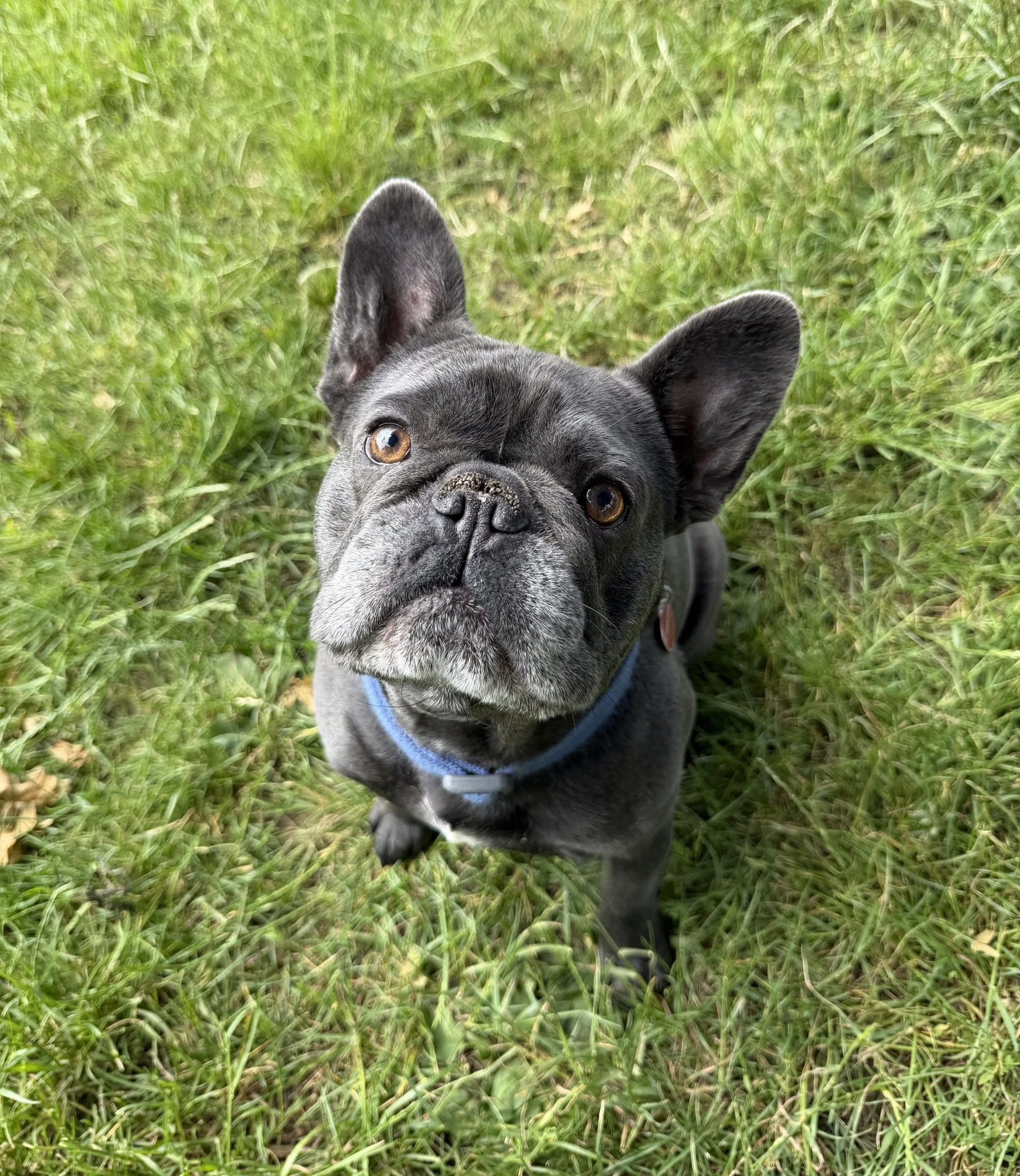 Buster – 2 year old Male