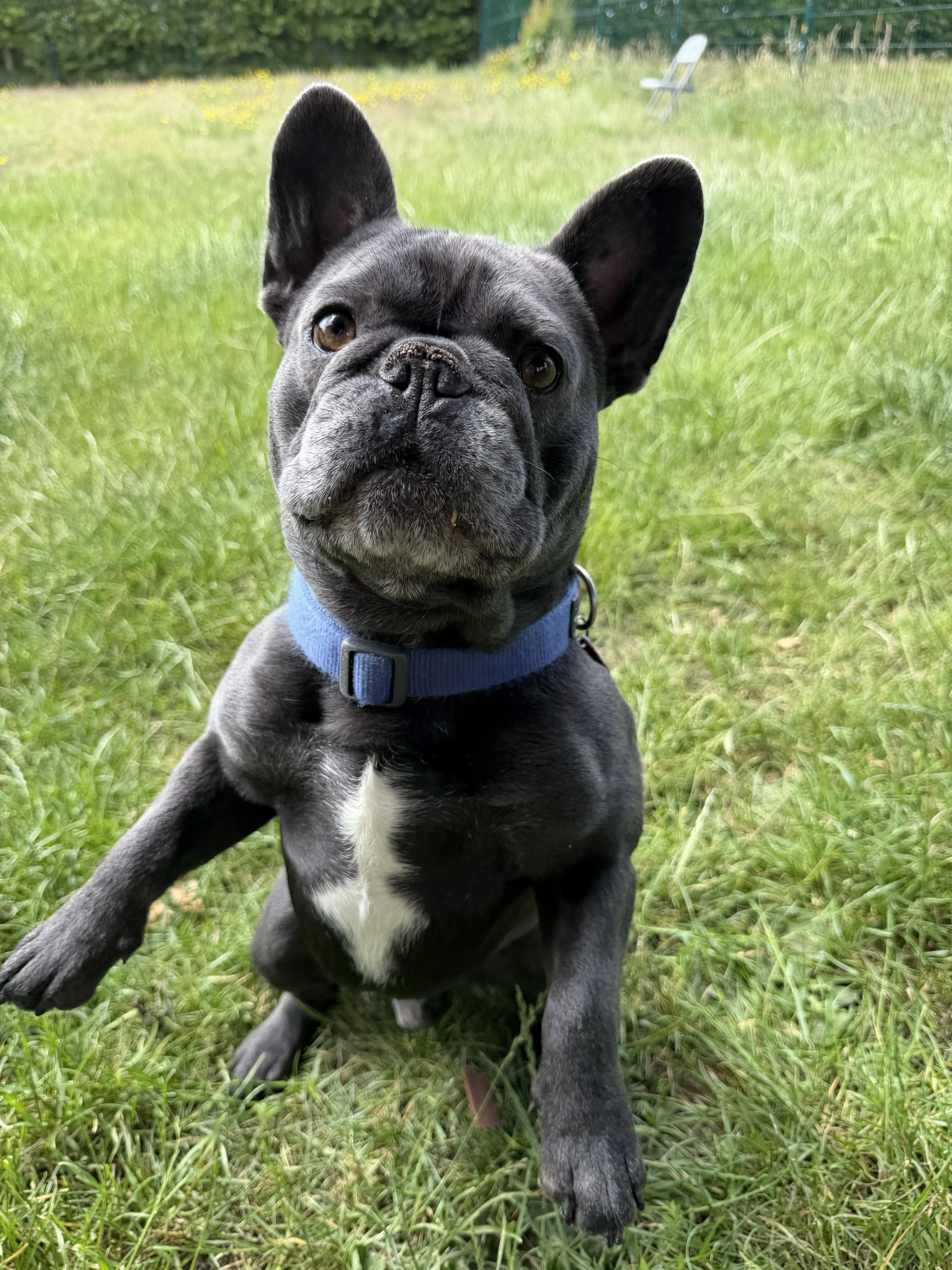 Buster – 2 year old Male