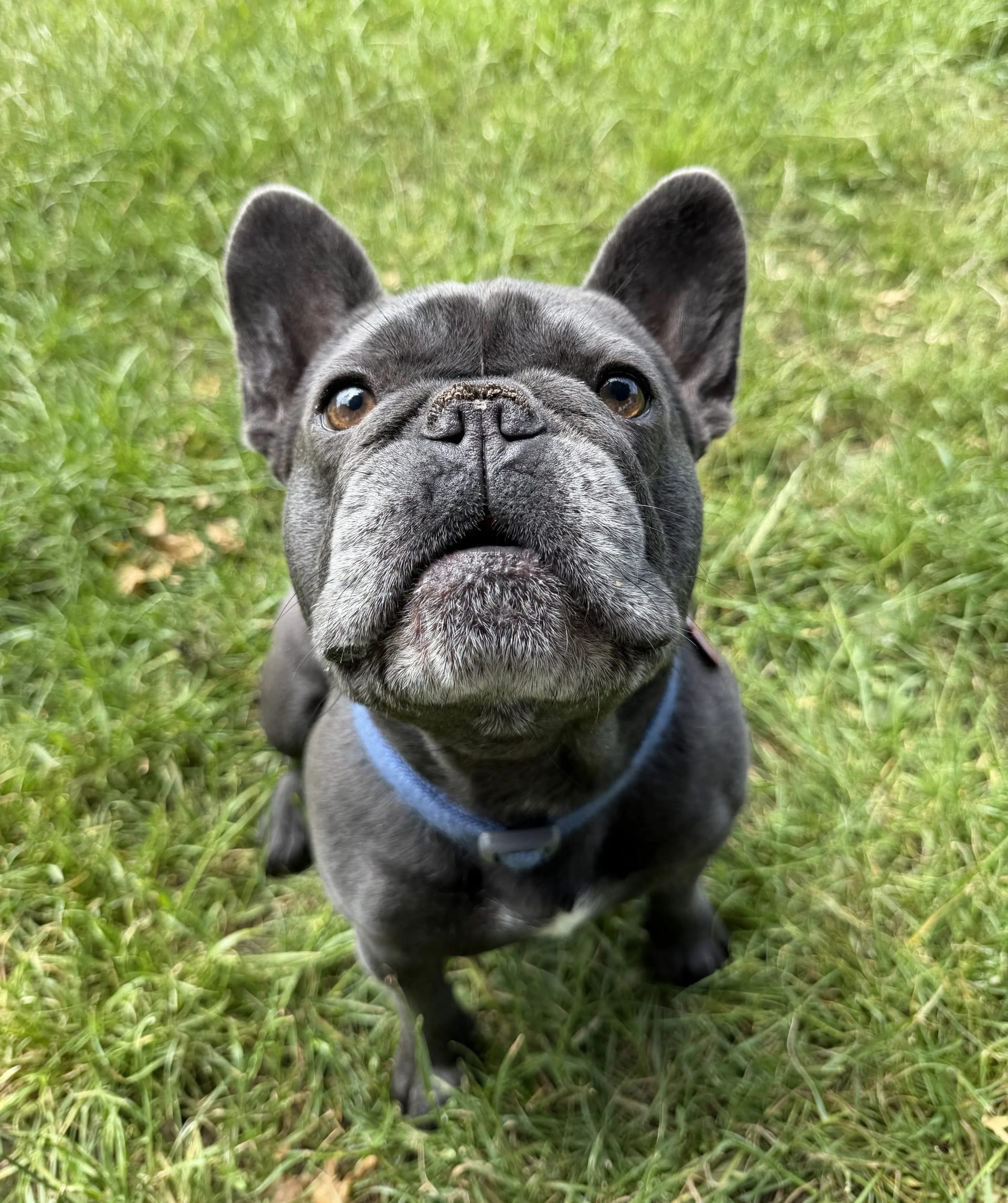 Buster – 2 year old Male