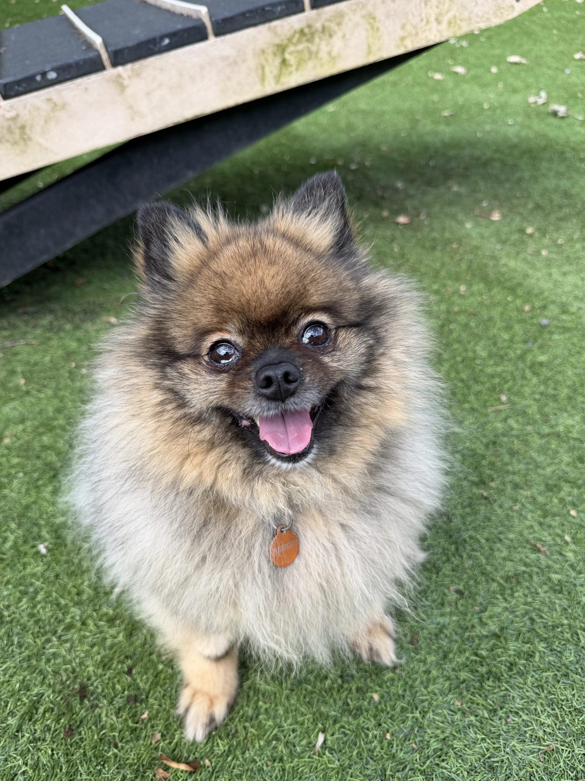 Motley – 5 year old Female