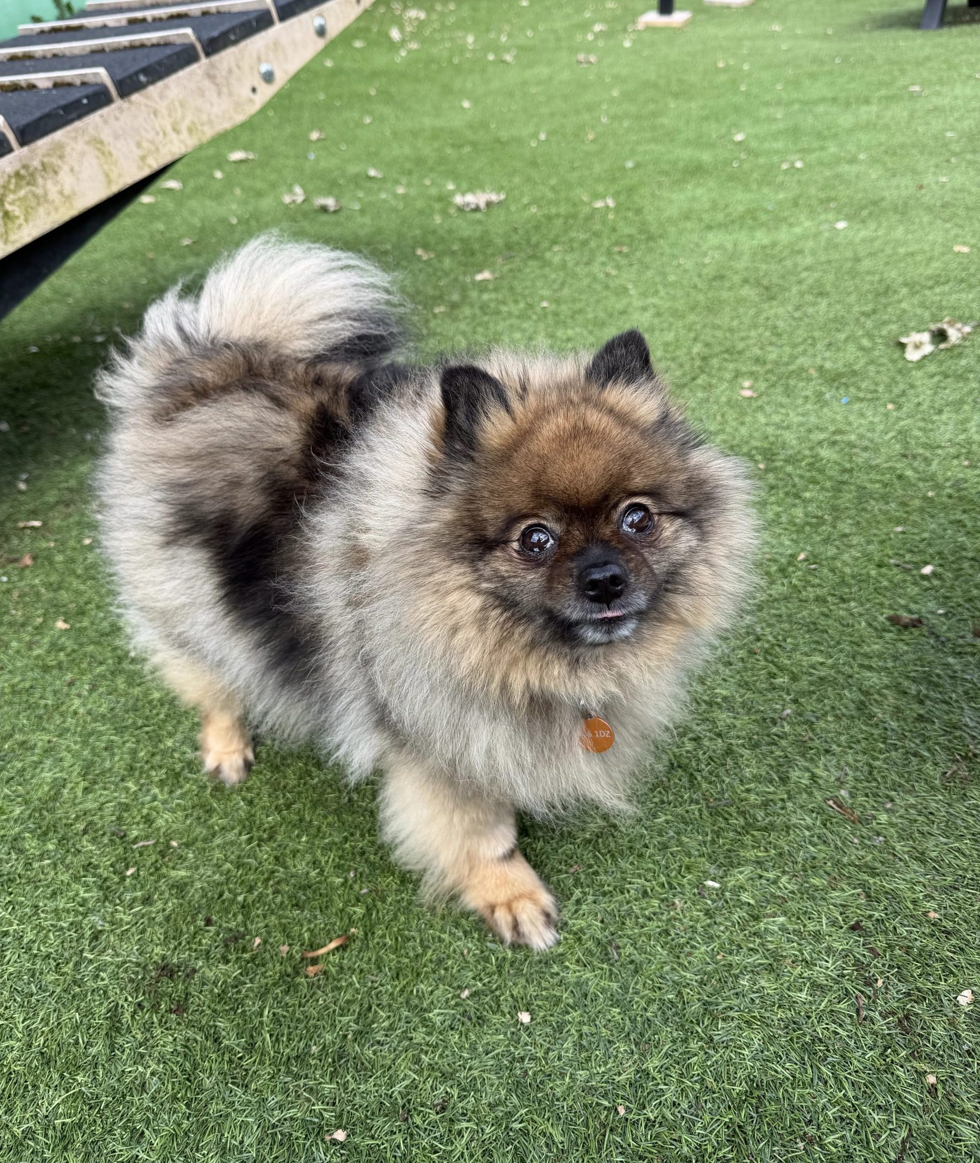 Motley – 5 year old Female
