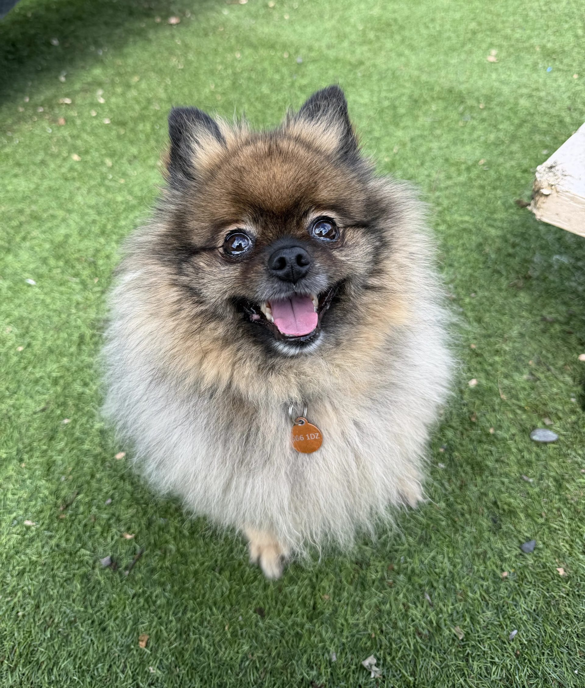Motley – 5 year old Female