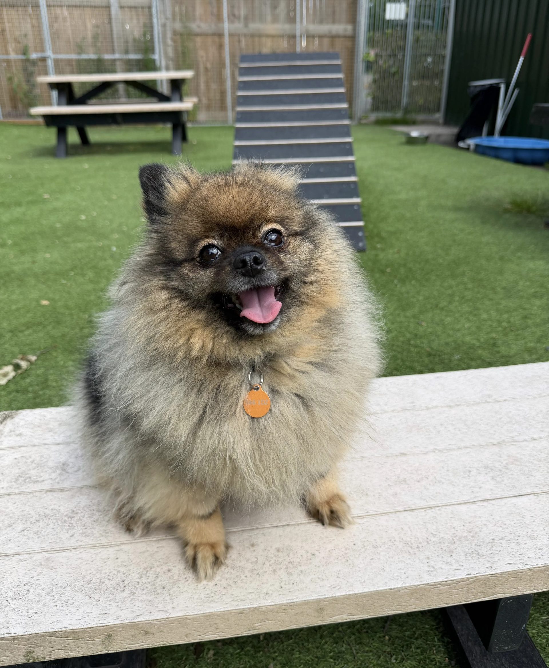 Motley – 5 year old Female