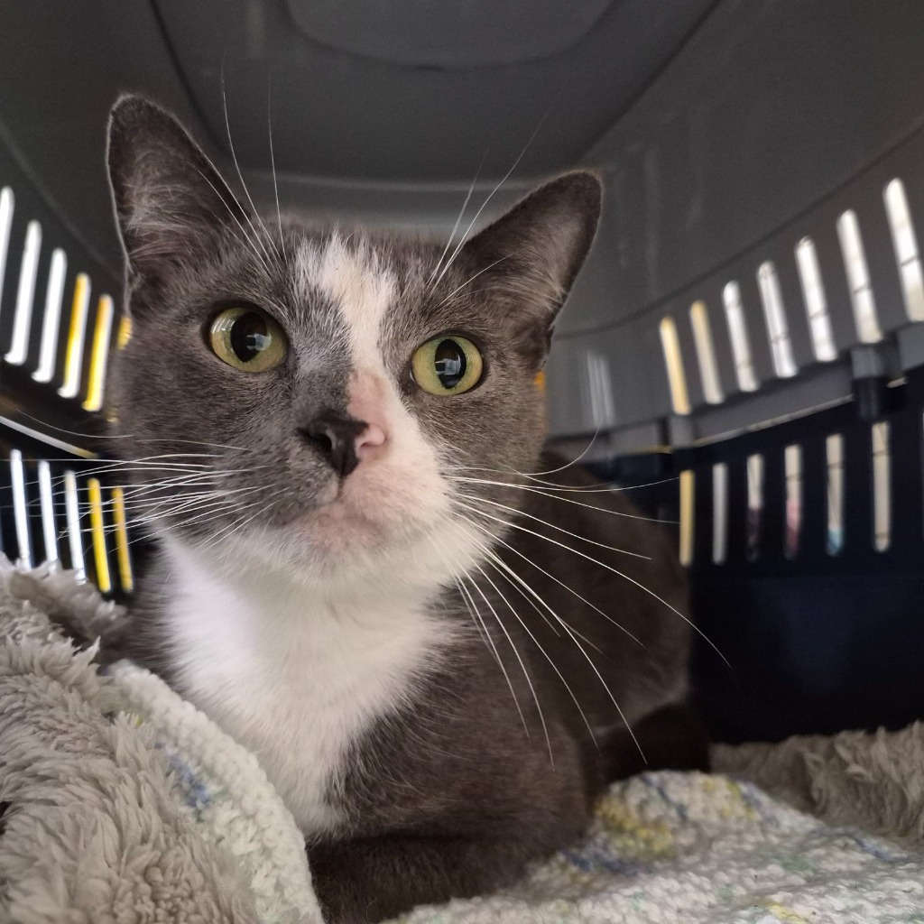 Mia- 2 Year Old Female