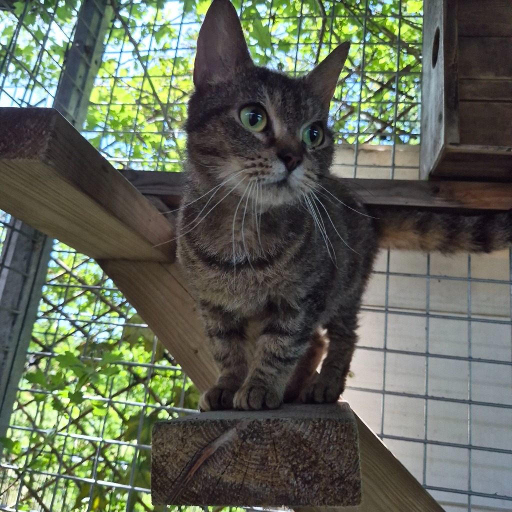 Amy- 2 Year Old Female