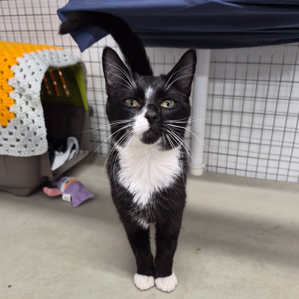Babybel- 7 Month Old Female