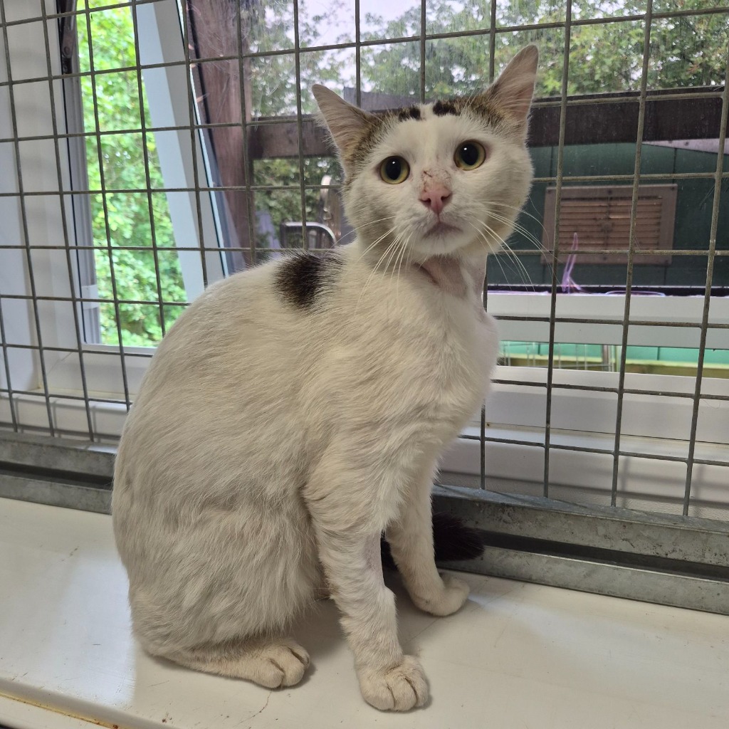 Scrappy- 3 Year Old Male