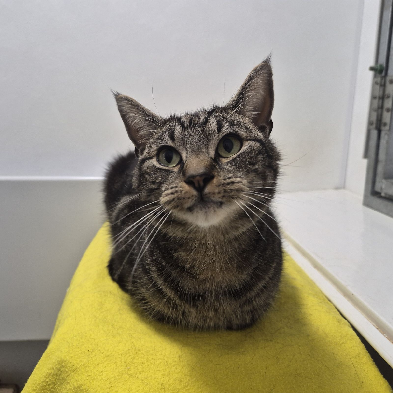Peco- 4 Year Old Male RESERVED