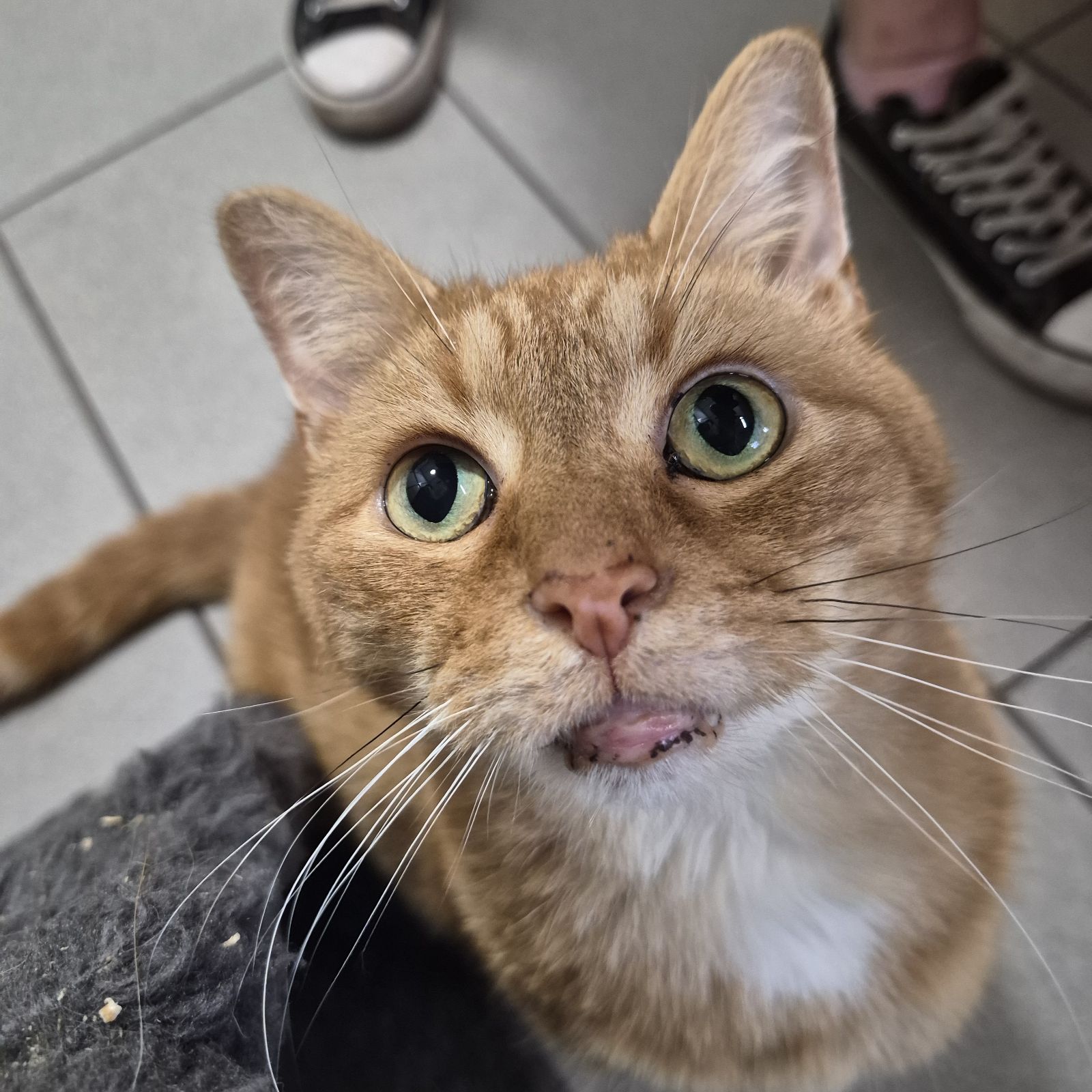 Wotsit- 10 Year Old Male – Spotlight Animal