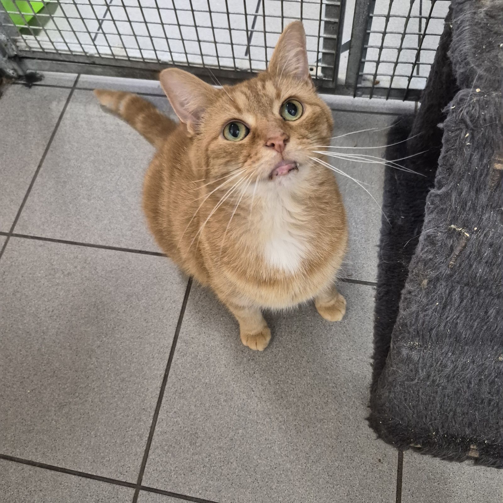 Wotsit- 10 Year Old Male – Spotlight Animal