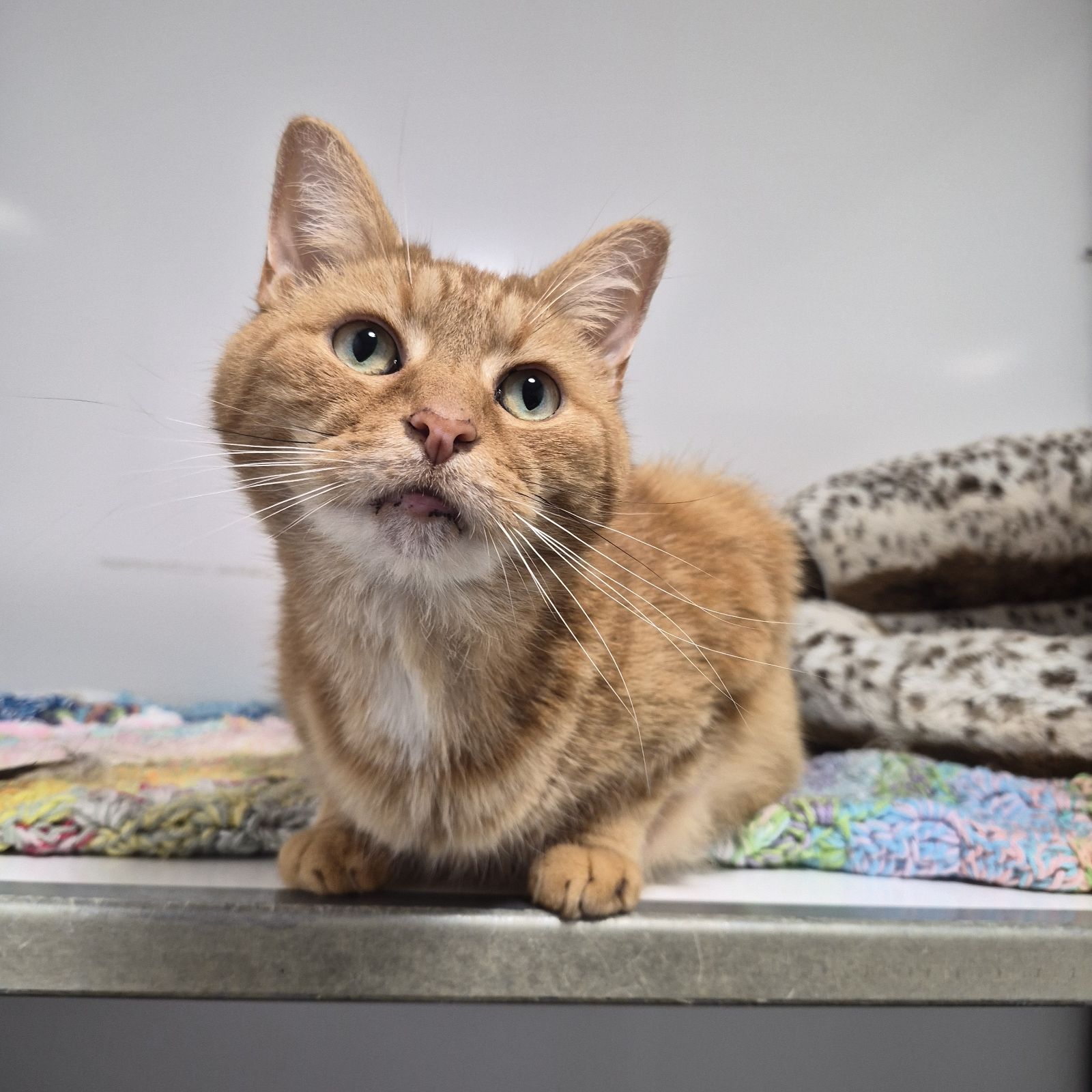 Wotsit- 10 Year Old Male – Spotlight Animal