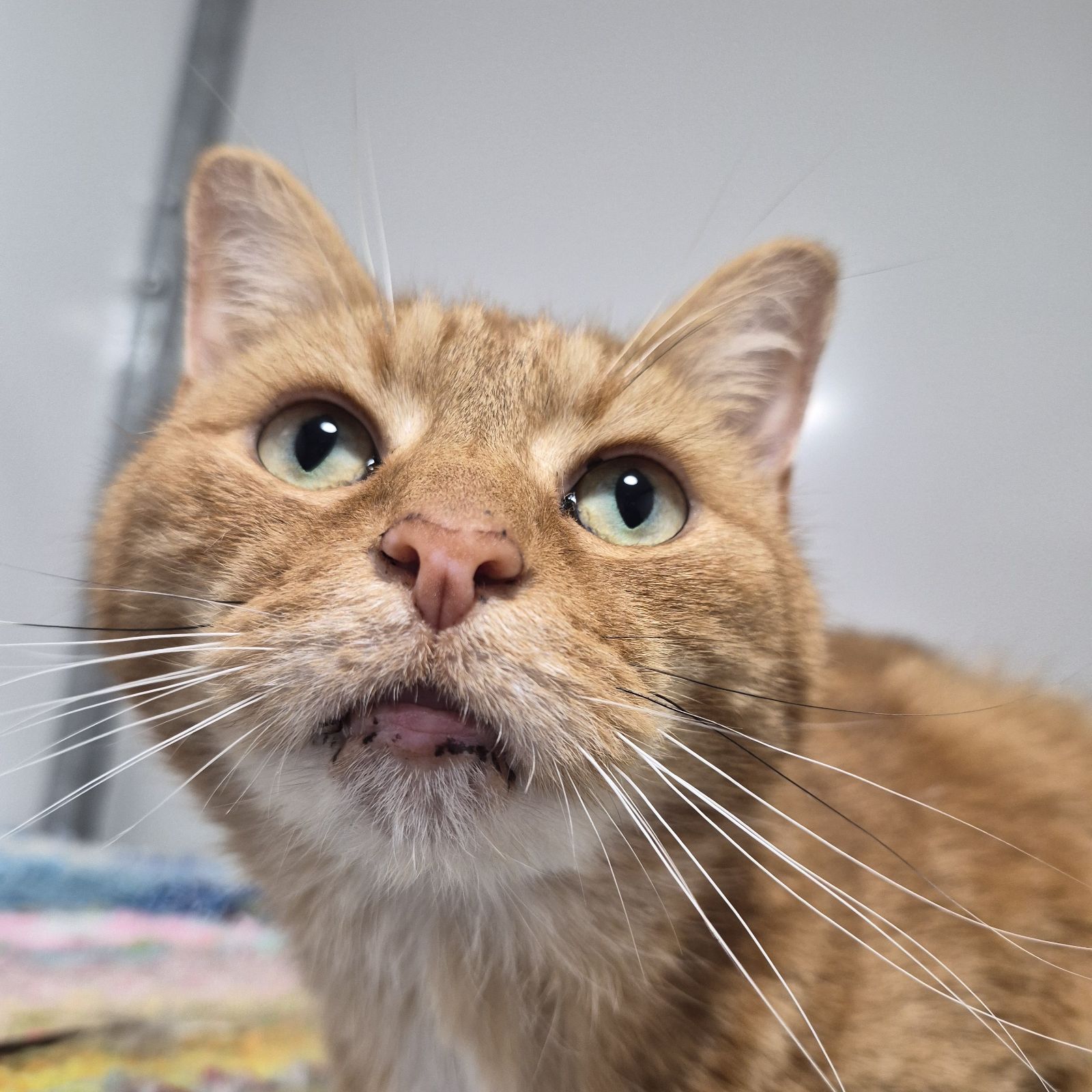 Wotsit- 10 Year Old Male – Spotlight Animal