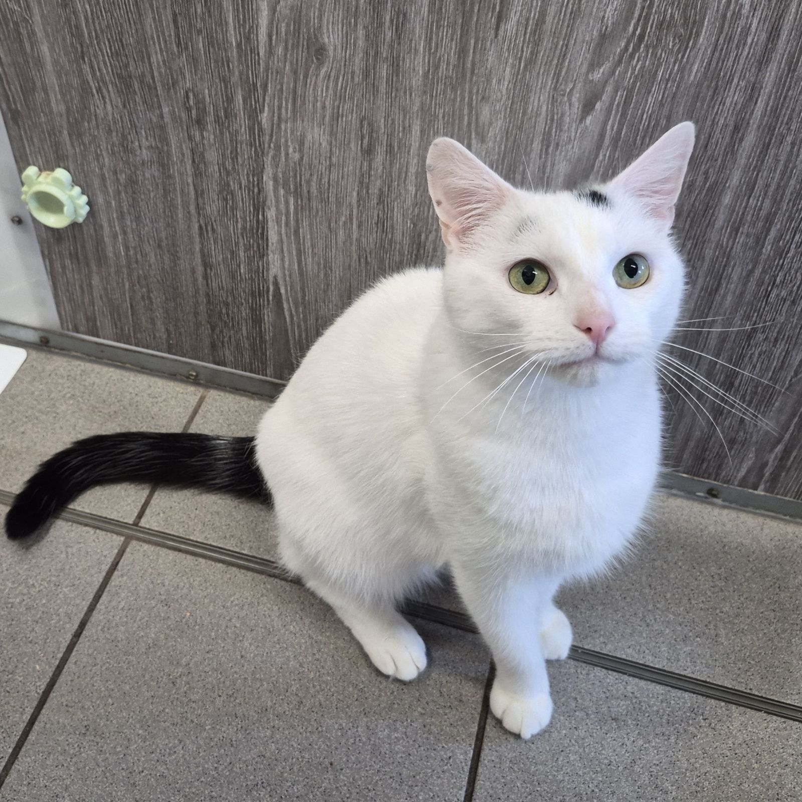 Clive- 3 Year Old Male