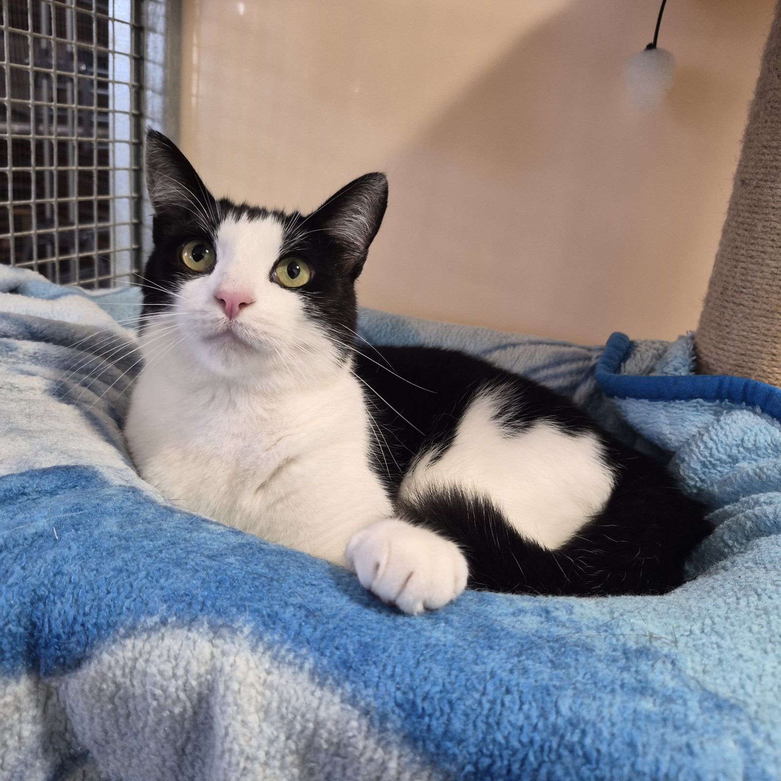 Pickles- 5 Year Old Male