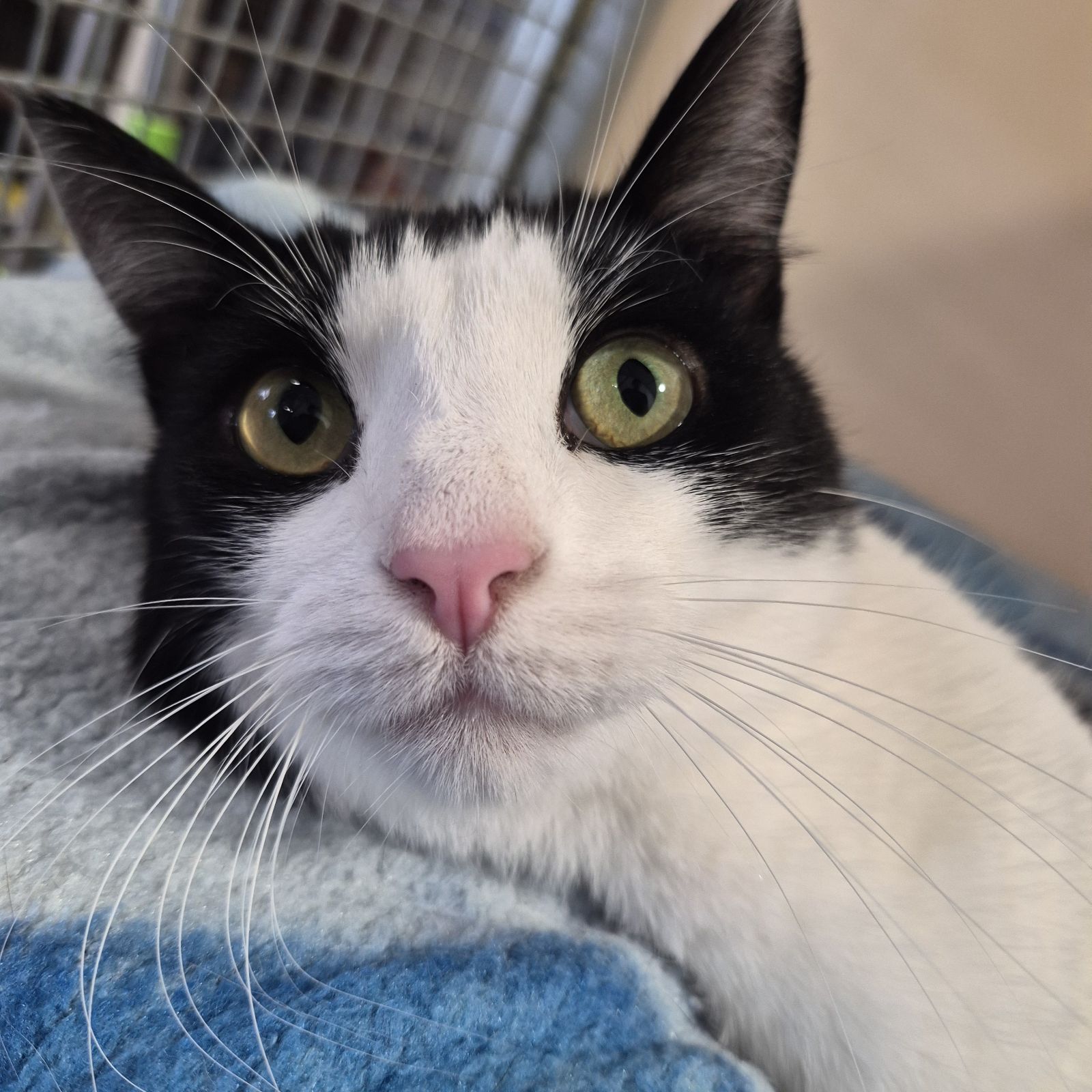 Pickles- 5 Year Old Male