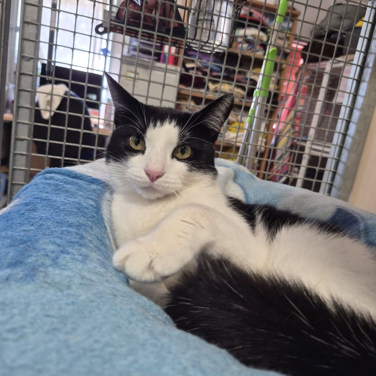 Pickles- 5 Year Old Male
