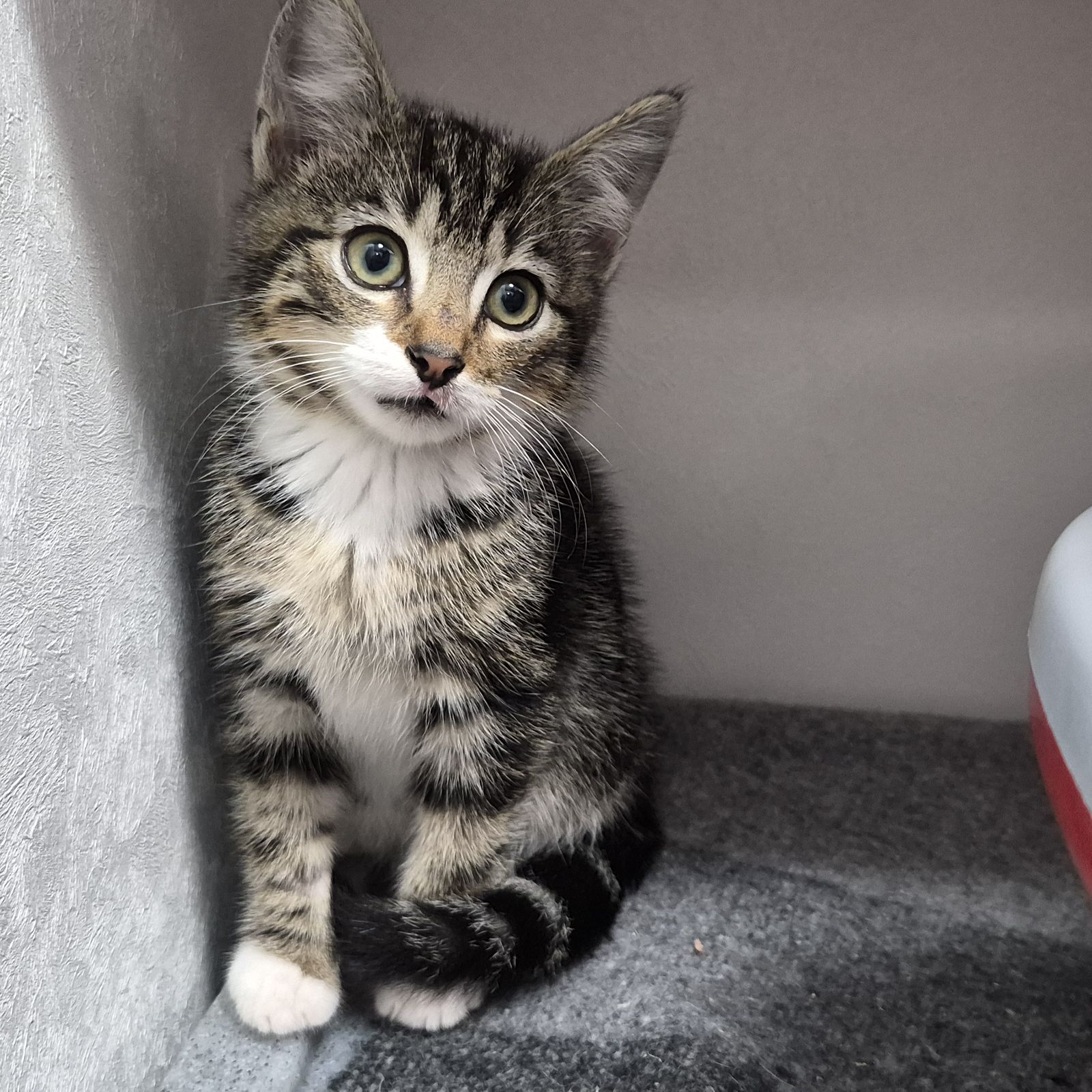 Fred and Wilma- 8 Week Old Male and Female