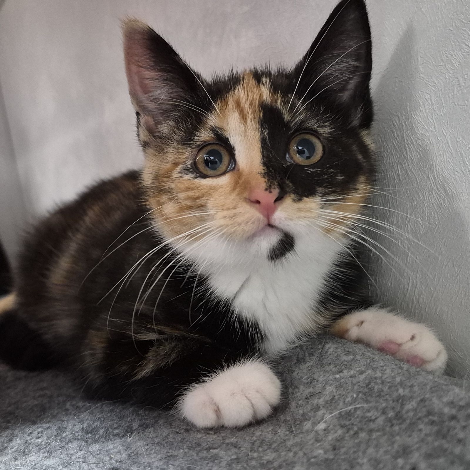 Fred and Wilma- 8 Week Old Male and Female
