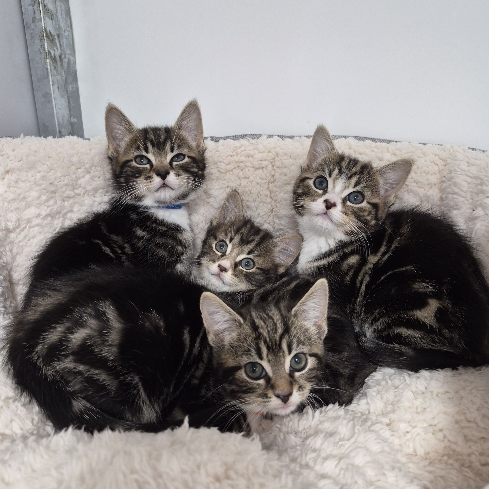 Zira- 8 Week Old Female RESERVED
