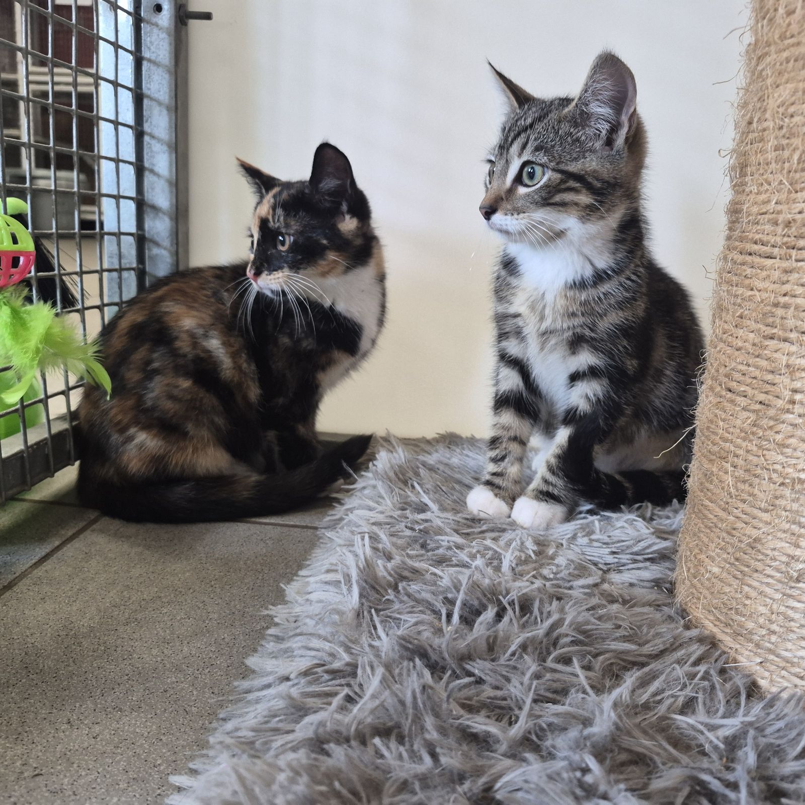 Fred and Wilma- 8 Week Old Male and Female