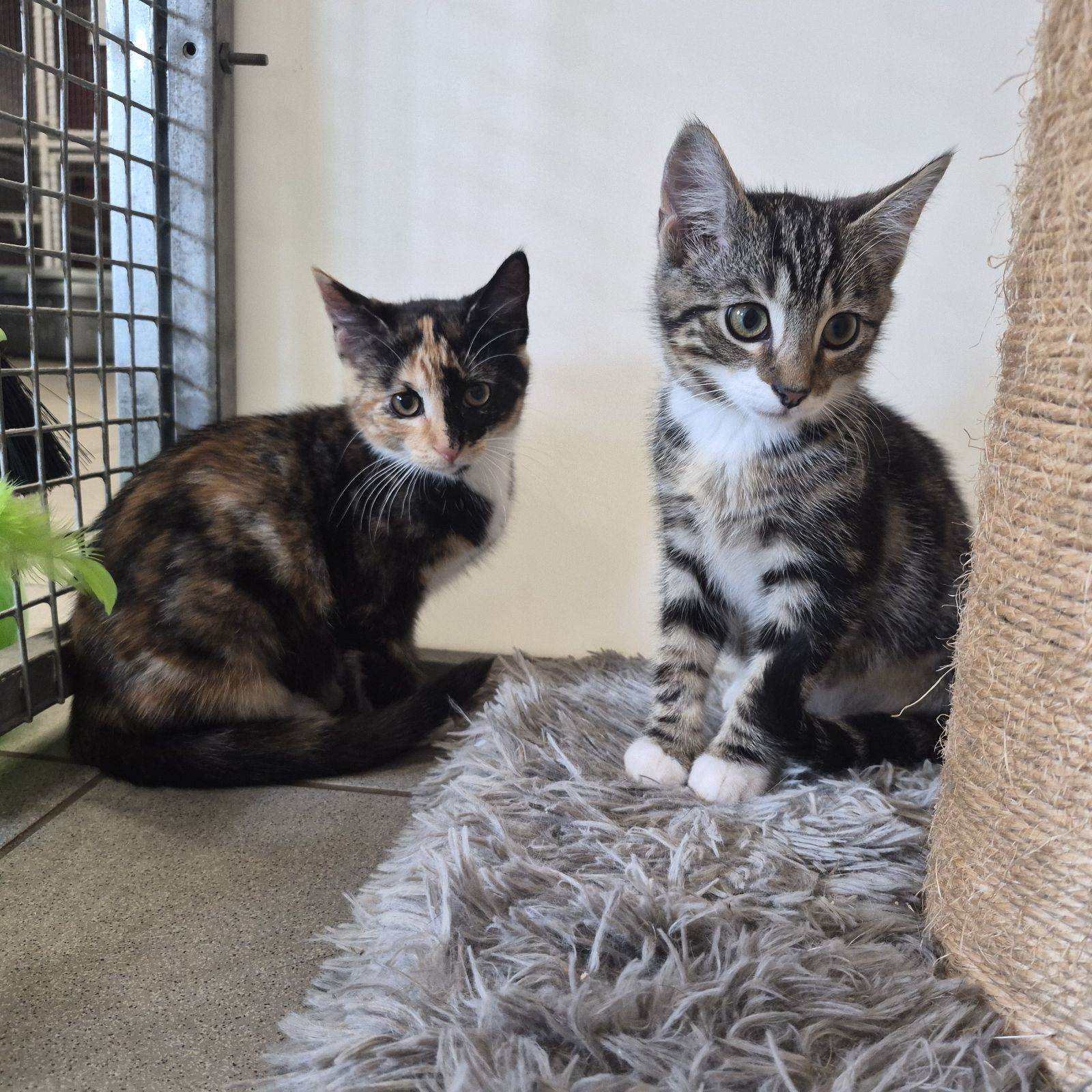 Fred and Wilma- 8 Week Old Male and Female