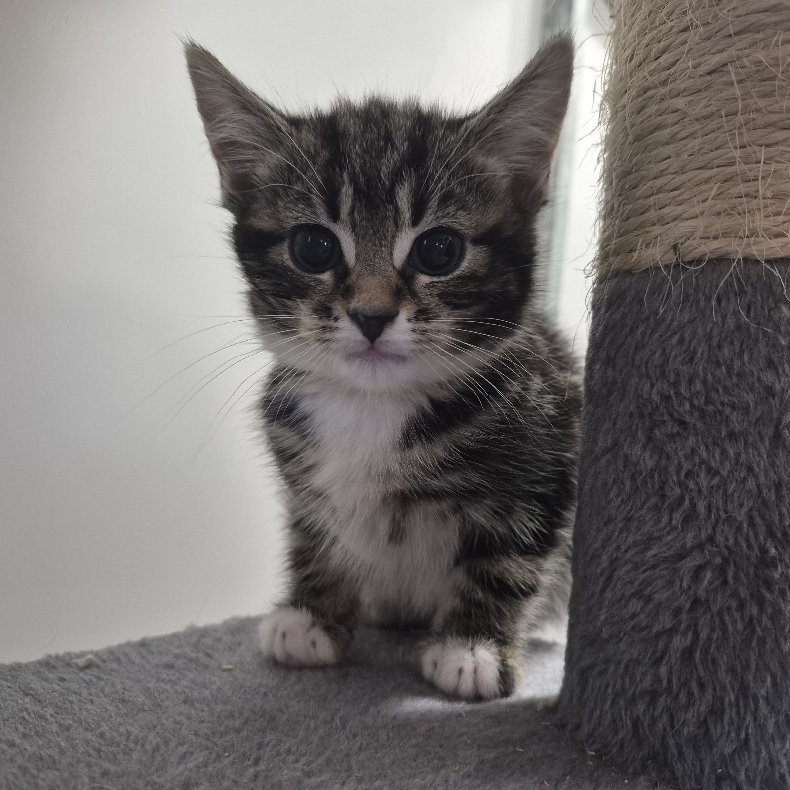 Zira- 8 Week Old Female RESERVED