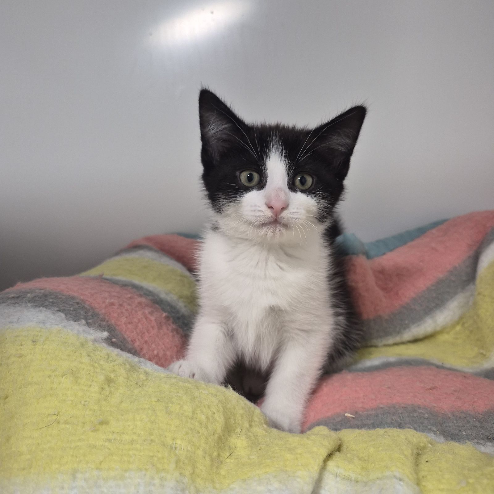 Princess- 8 Week Old Female